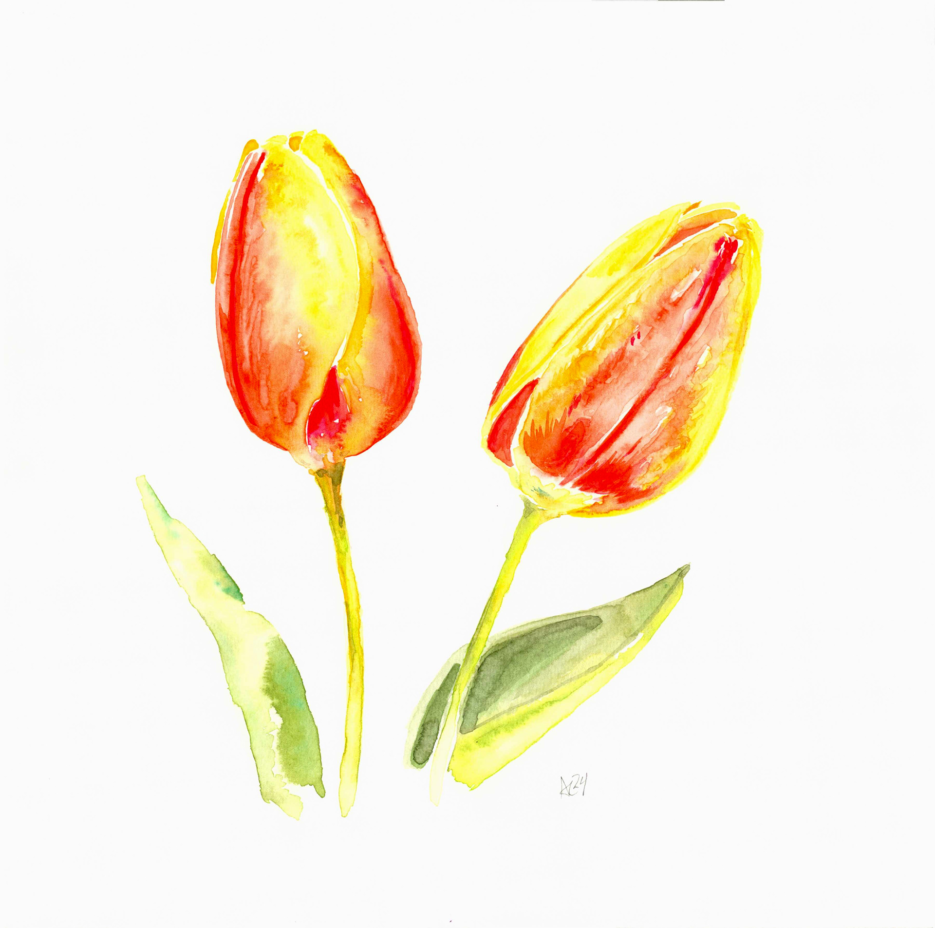 Tulips No. 1