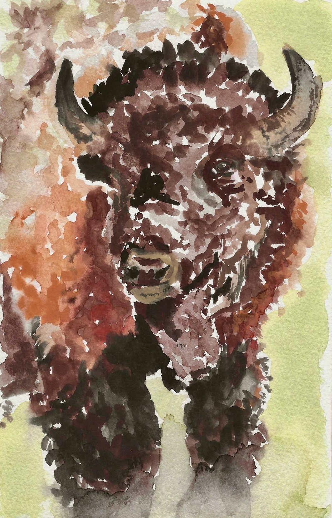 Bison