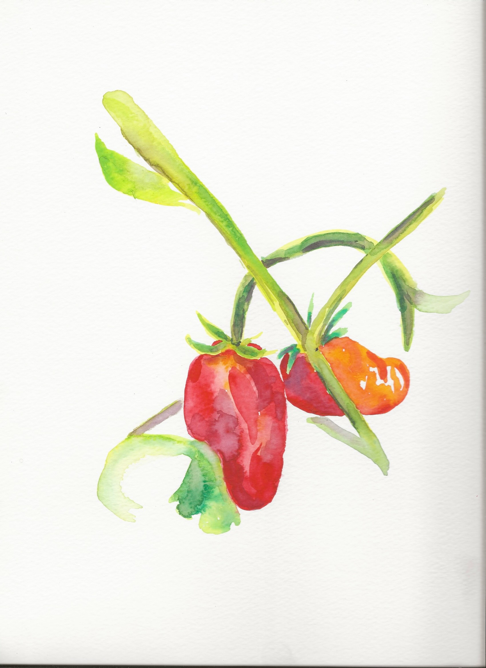 Roma Tomato's