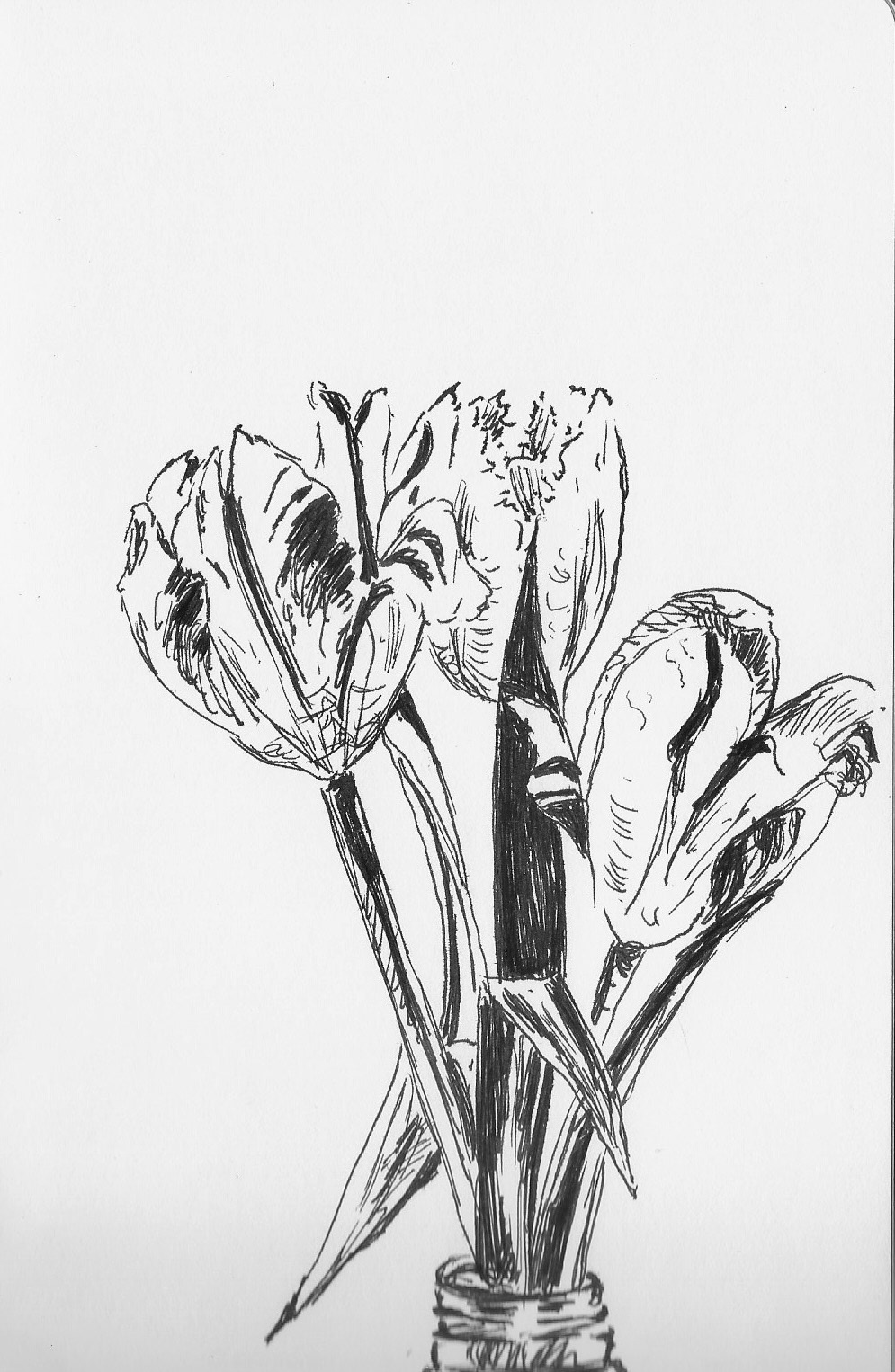 Tulips