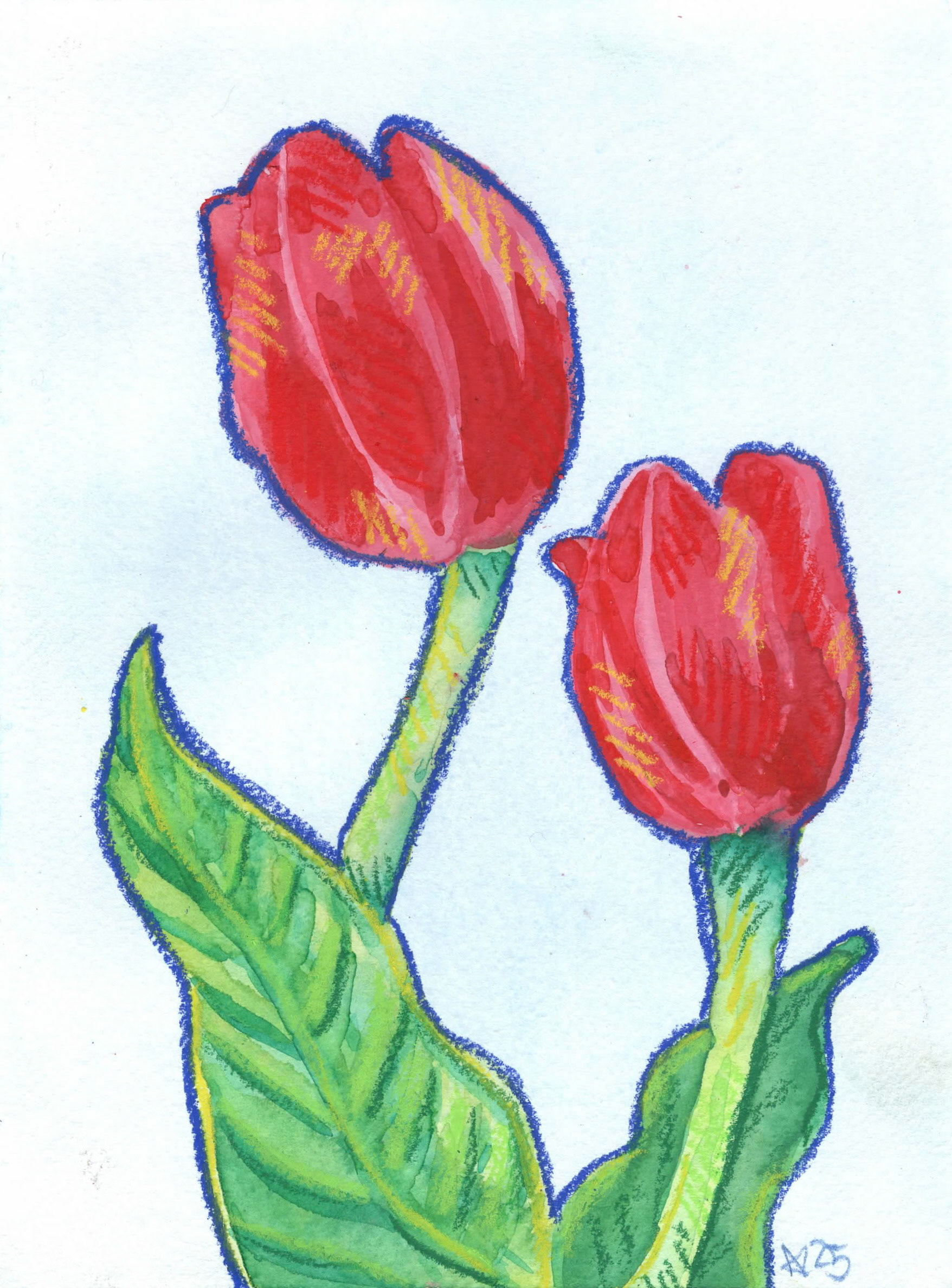 Tulips