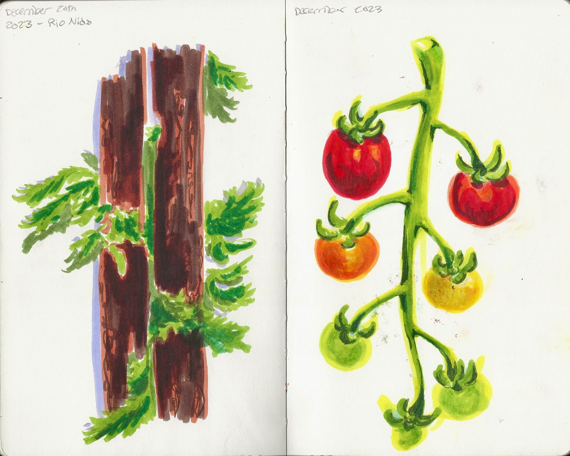 Tree and Tomato