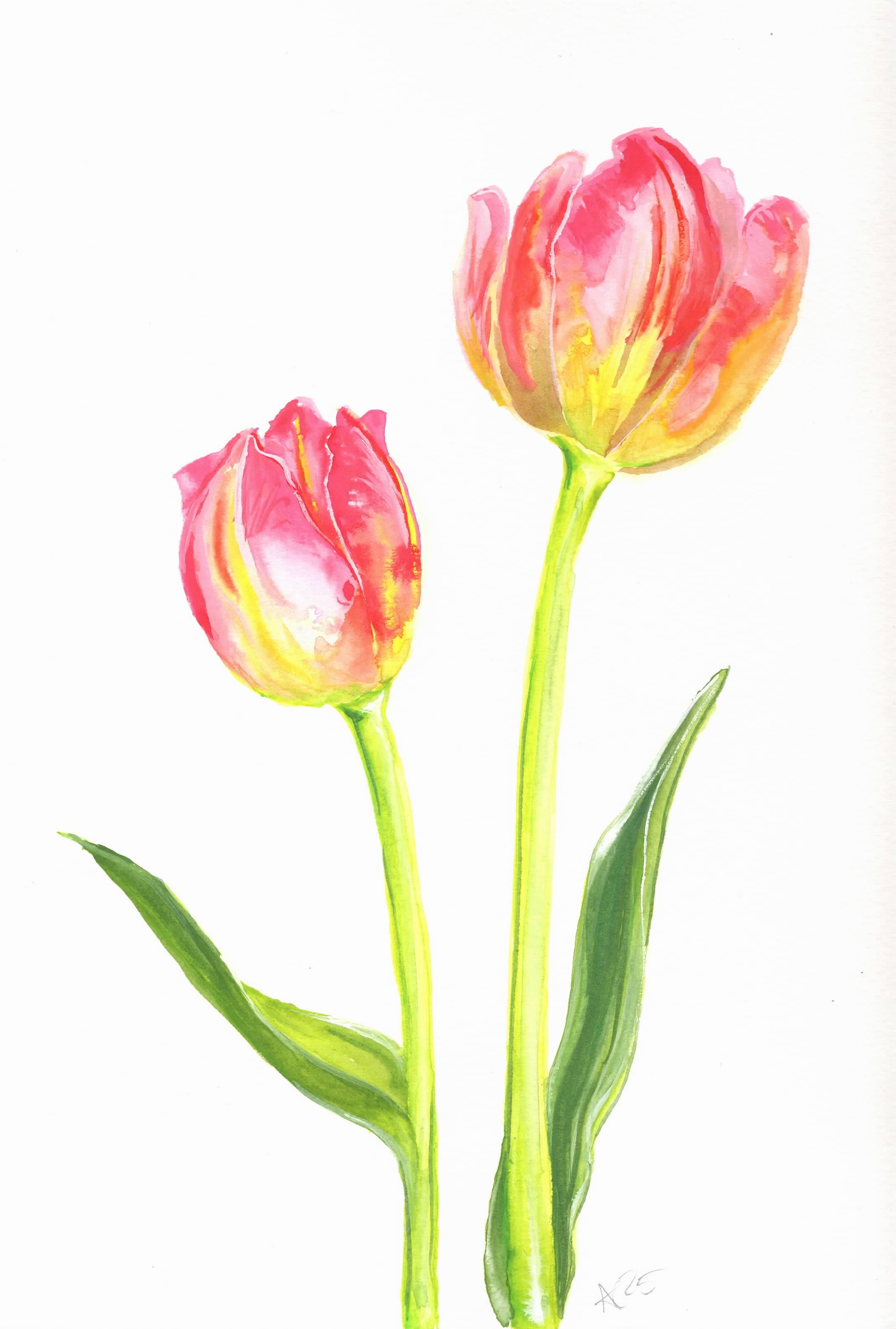 Pink Tulips