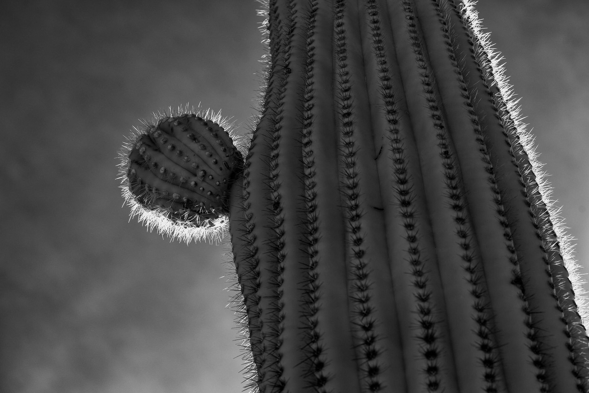 Sentinal of the Desert