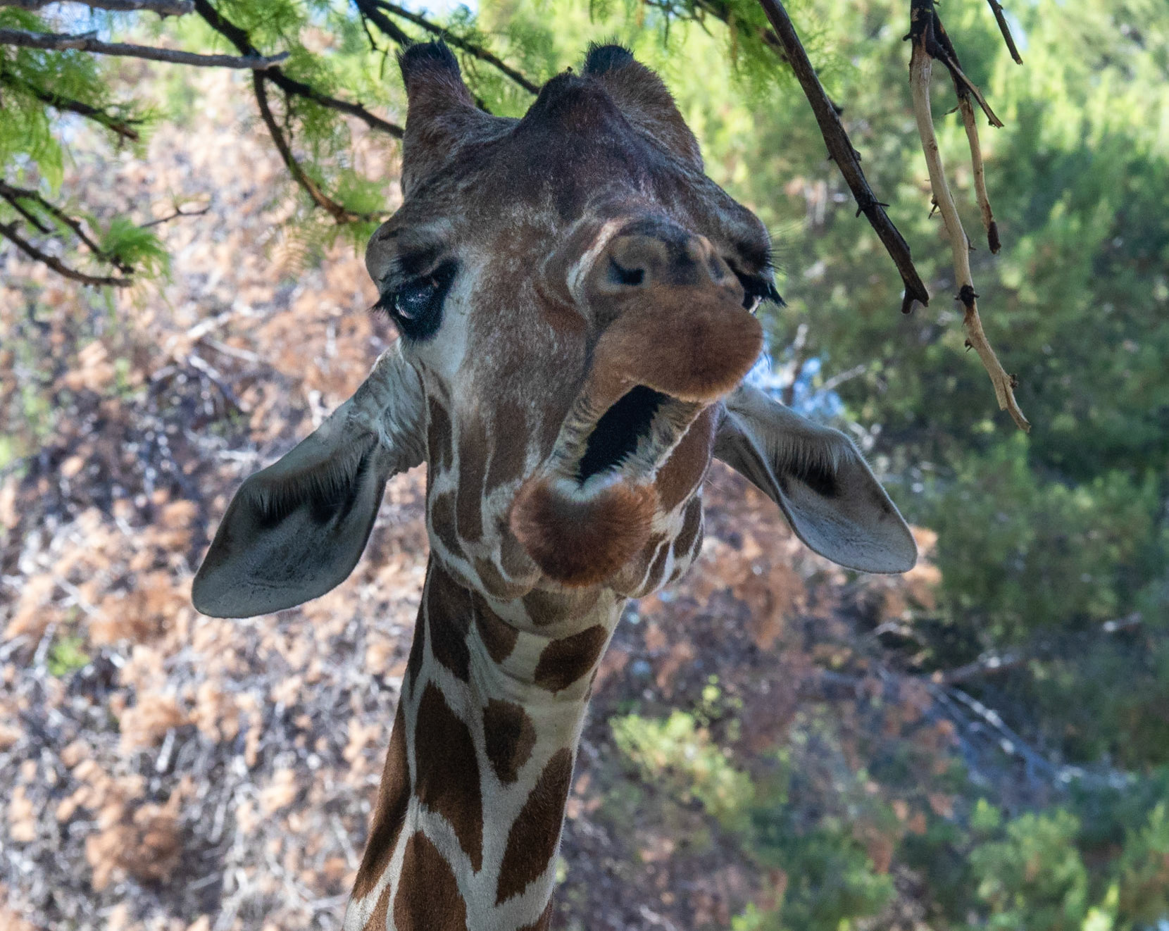Giraffe, Reid Park Zoo, 2019