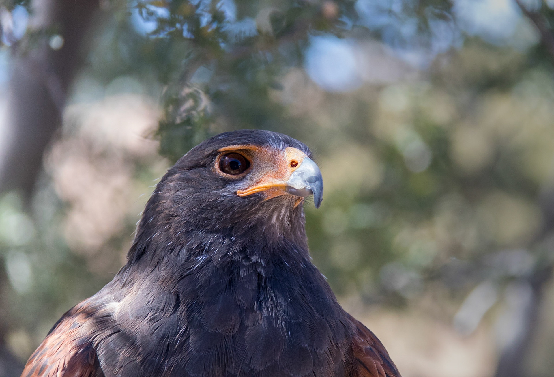 Raptor Free Flight, Arizona Sonora Desert Museum, 2018