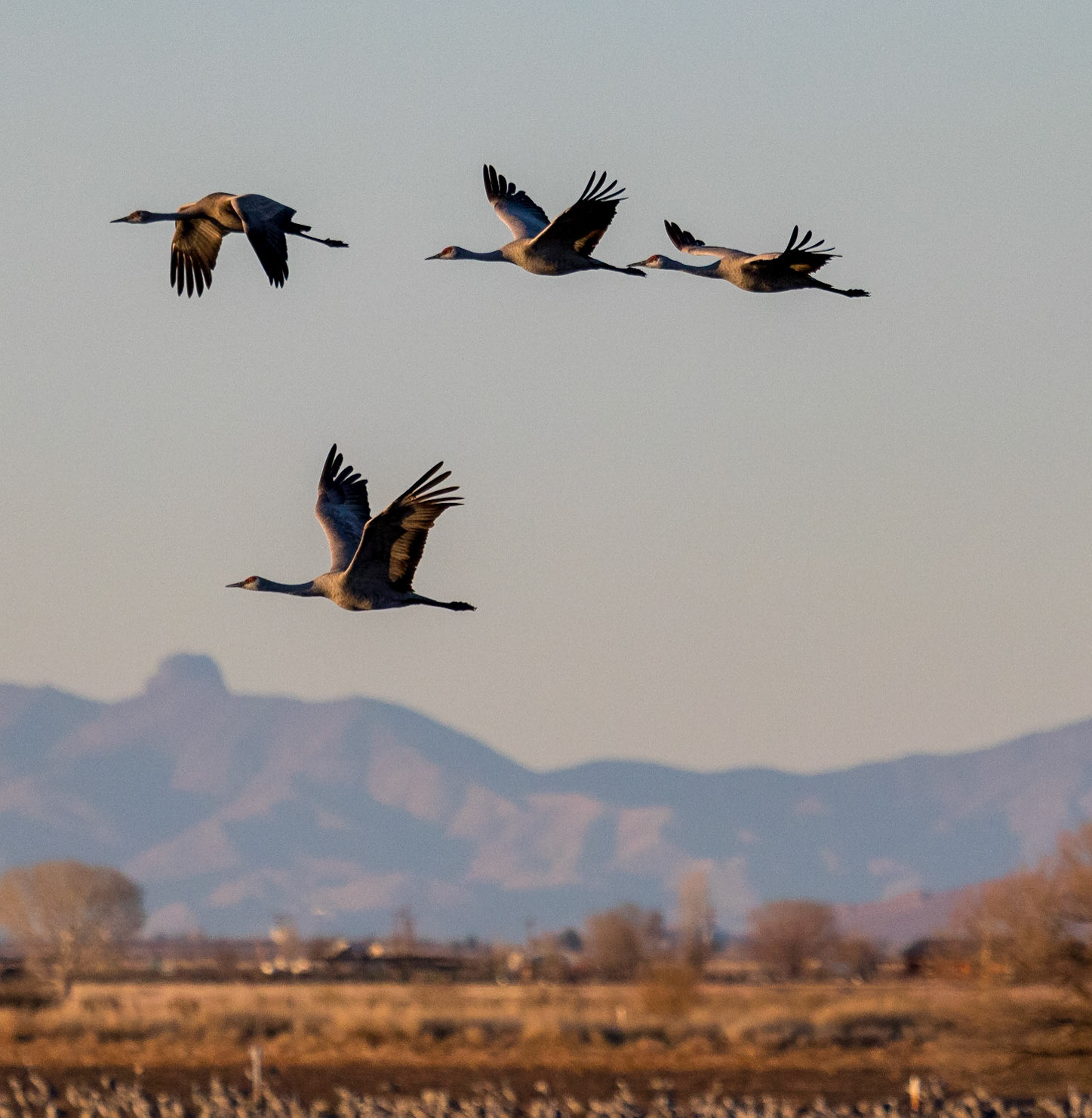 Bosque del Apache National Wildlife Refuge, 2018