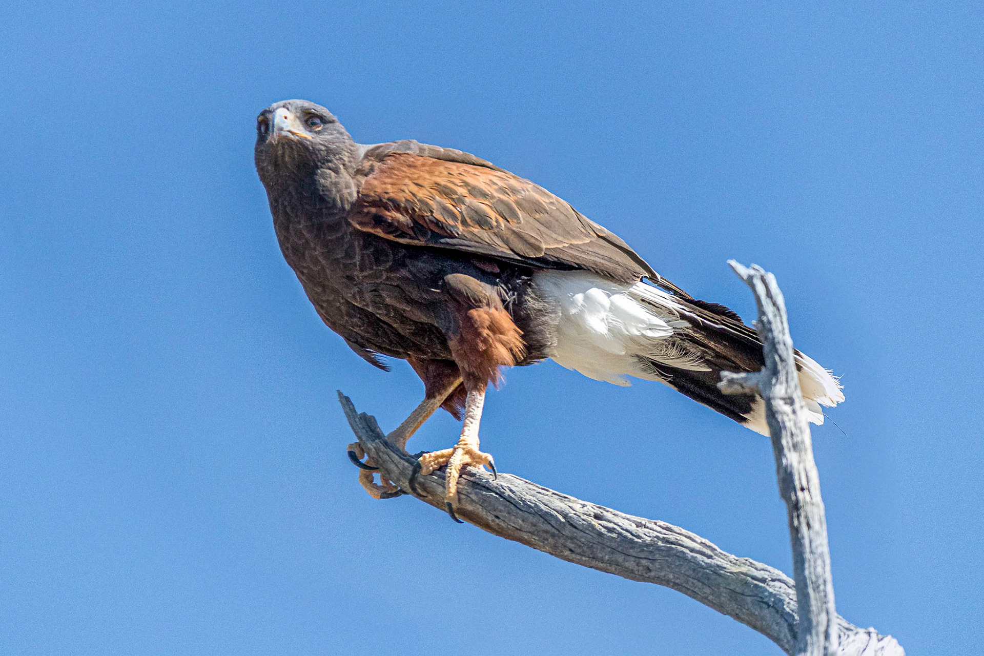 Raptor Free Flight, Arizona Sonora Desert Museum, 2019