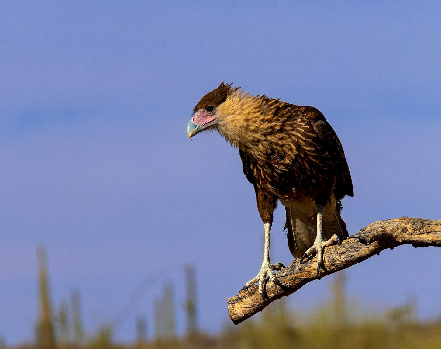 Raptor Free Flight, Arizona Sonora Desert Museum, 2018