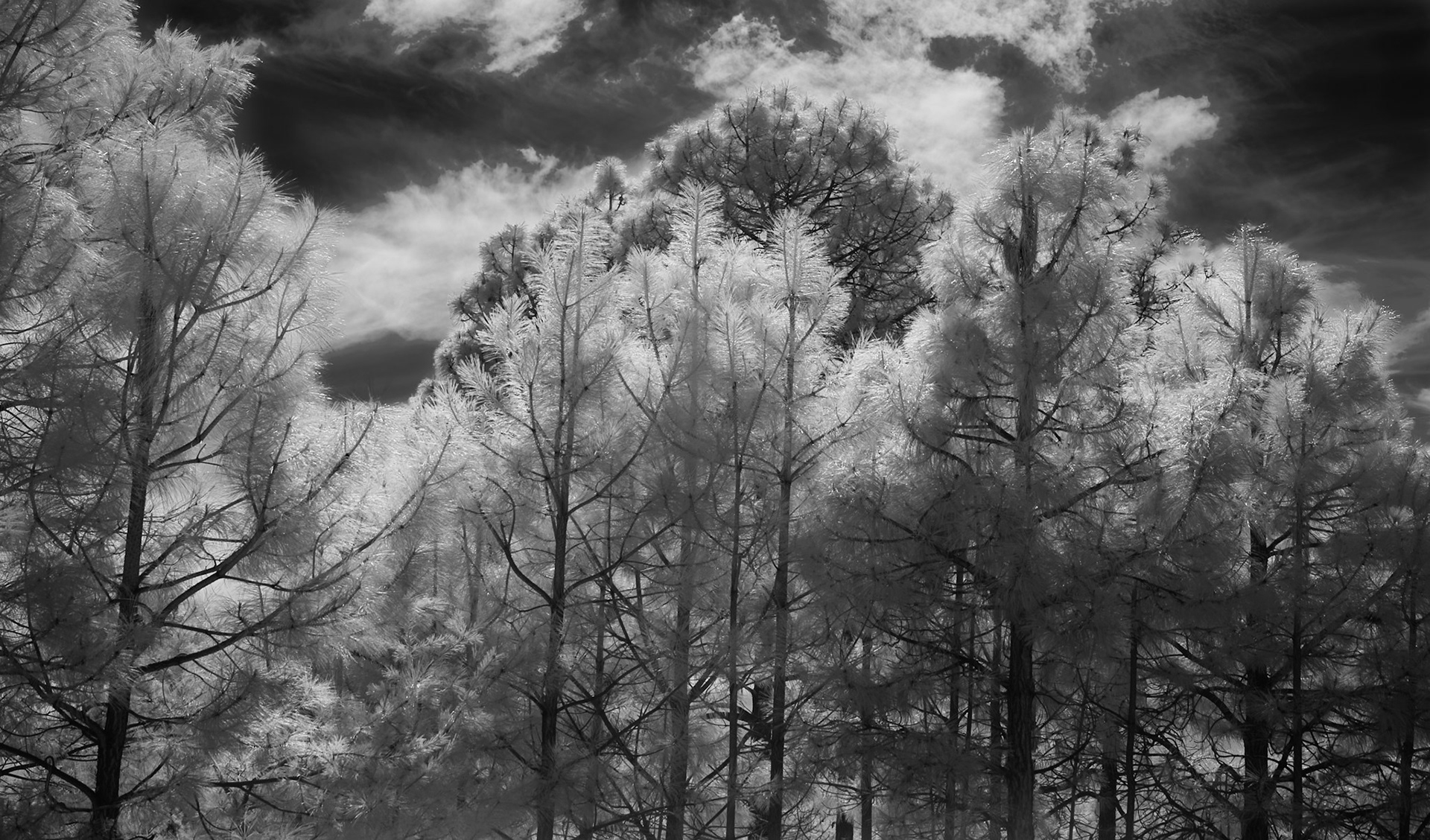 Spring Is Here (Upper Green Mountain Trail Head)