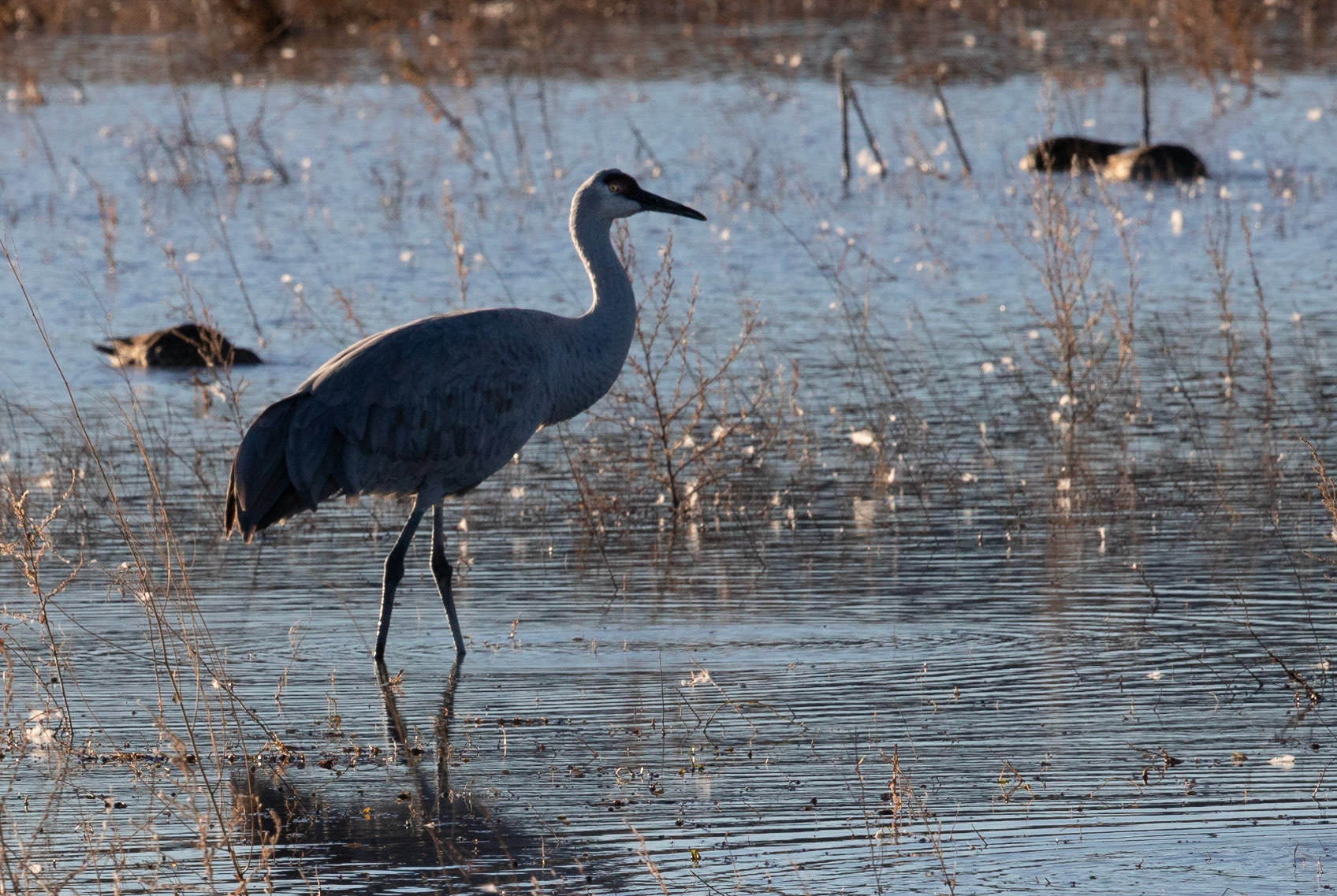 Bosque del Apache National Wildlife Refuge, 2018