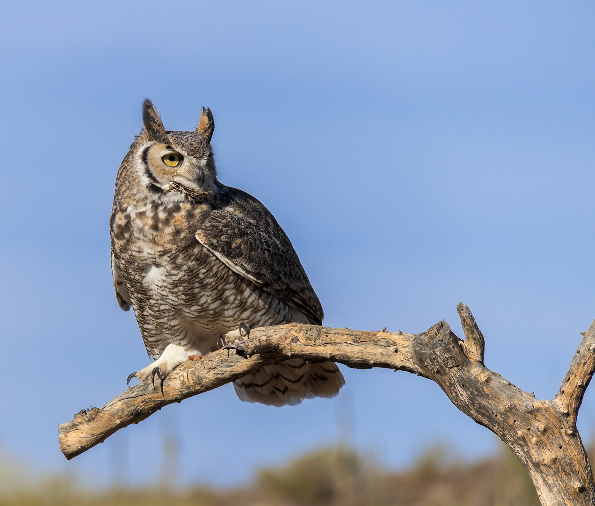 Raptor Free Flight, Arizona Sonora Desert Museum, 2018
