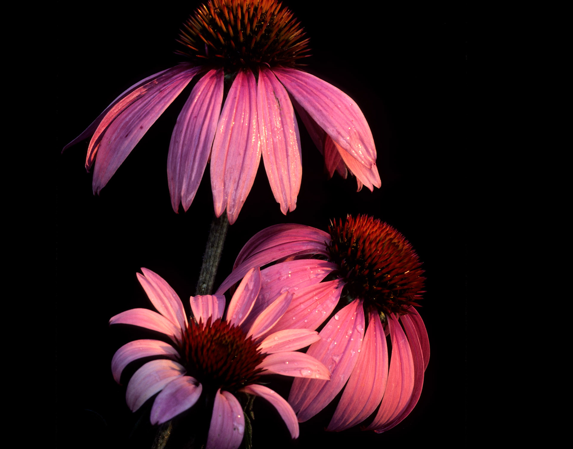 Cone Flower