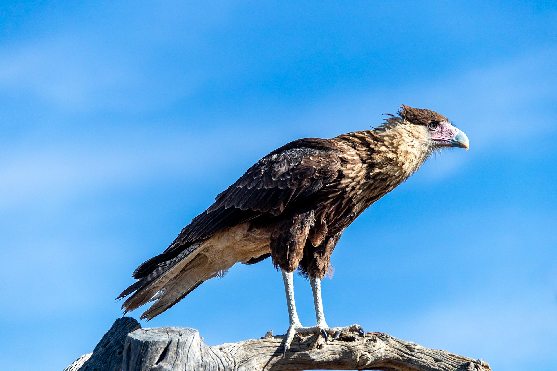 Raptor Free Flight, Arizona Sonora Desert Museum, 2018
