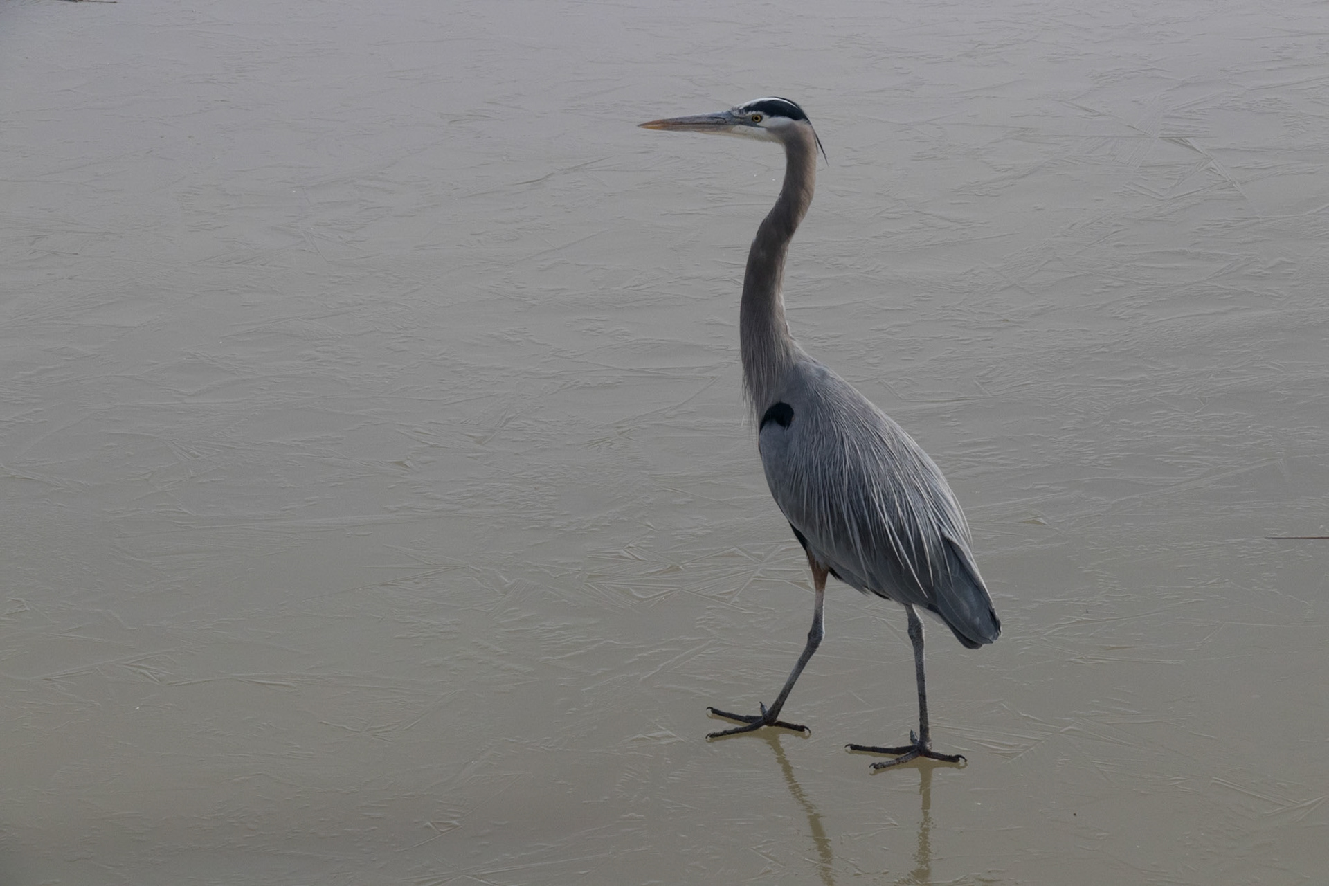 Bosque del Apache National Wildlife Refuge, 2018
