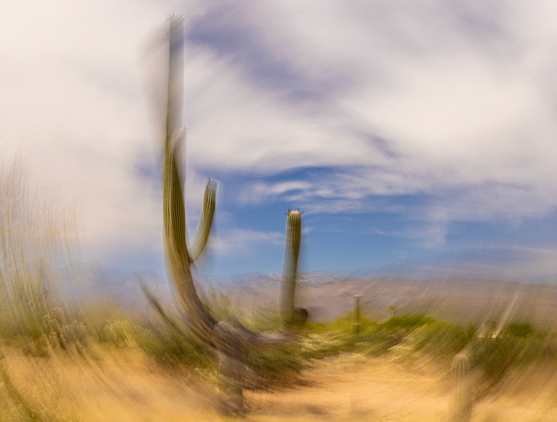 Saguaro Swirl