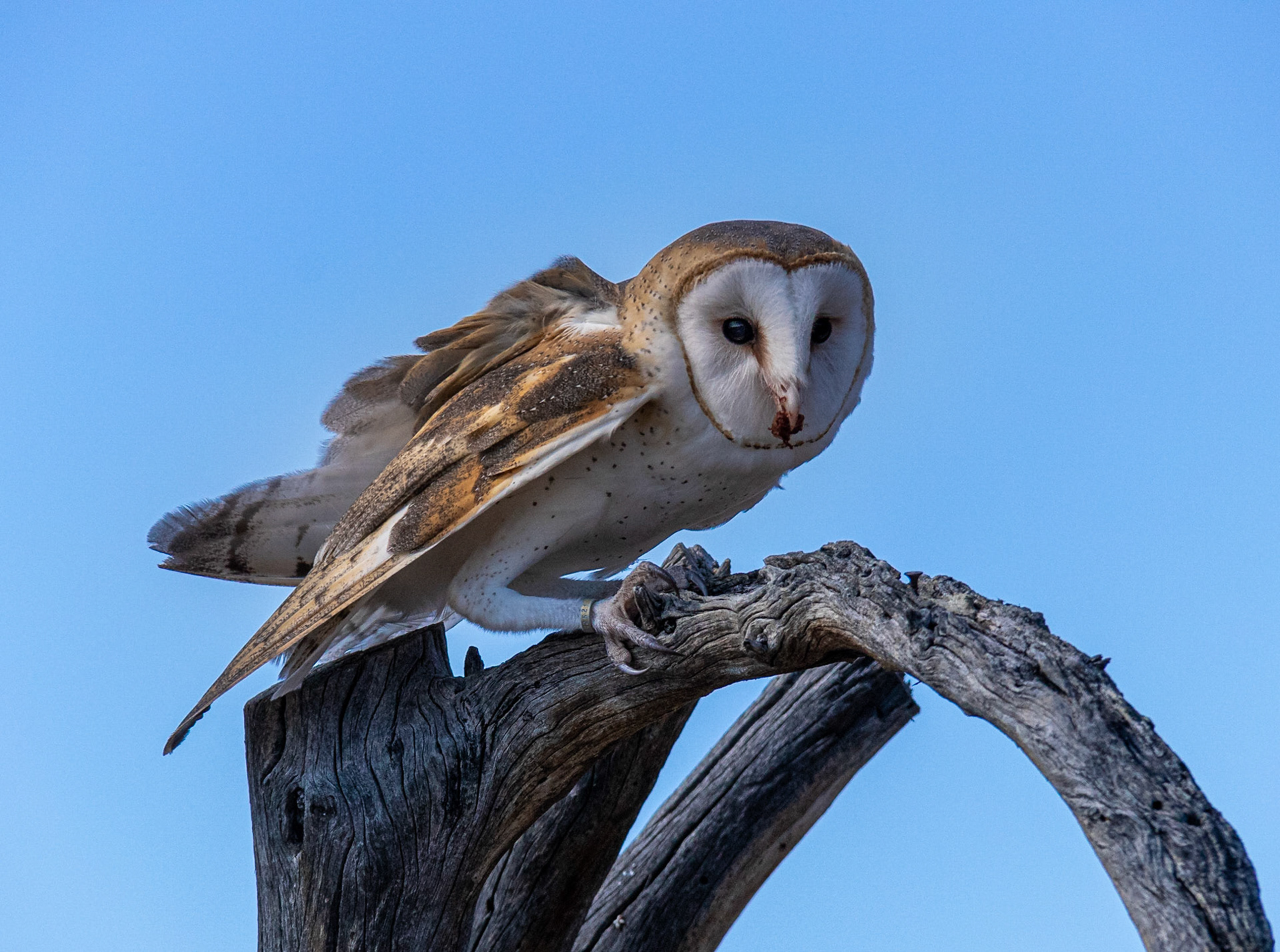Raptor Free Flight, Arizona Sonora Desert Museum, 2019
