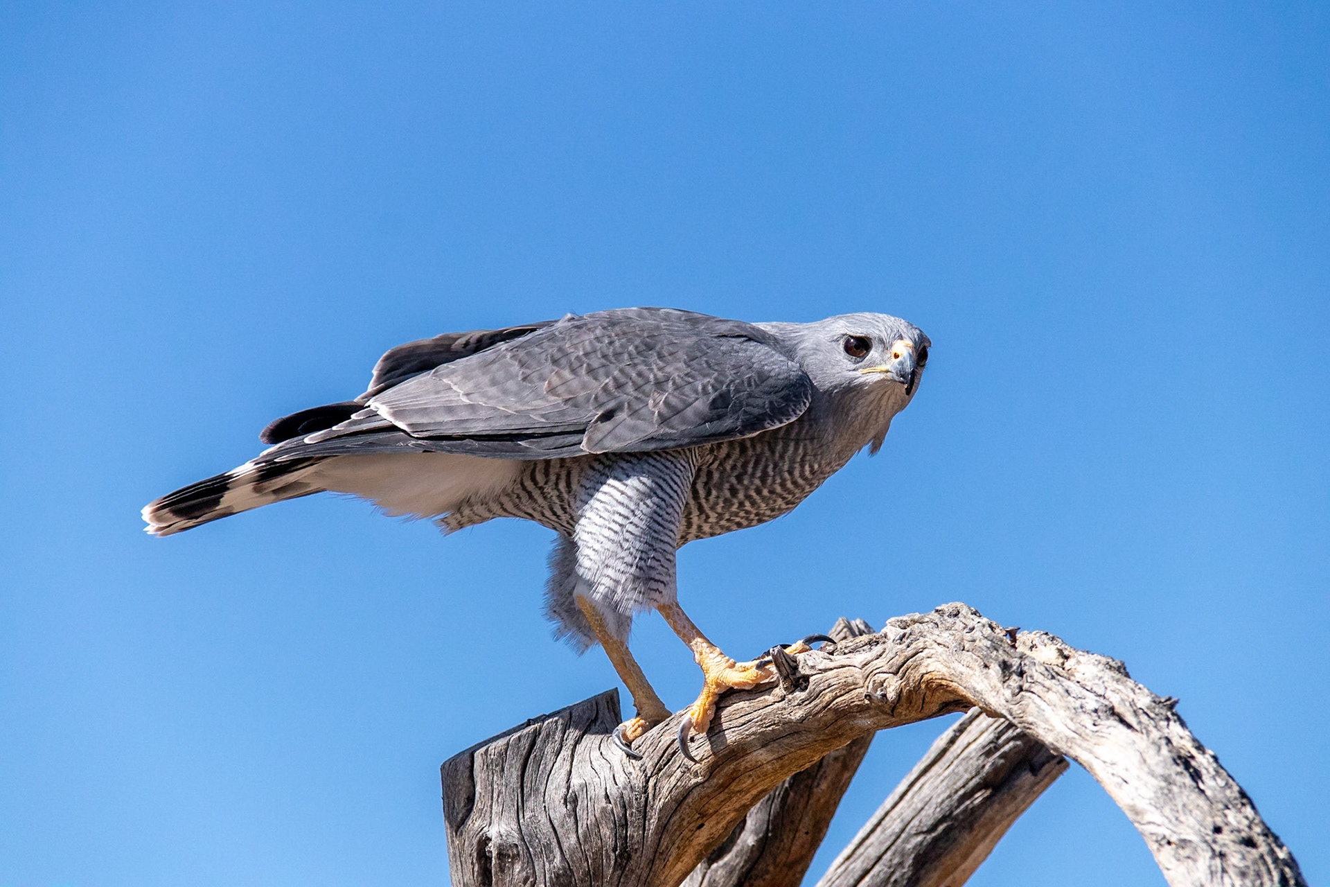 Raptor Free Flight, Arizona Sonora Desert Museum, 2019