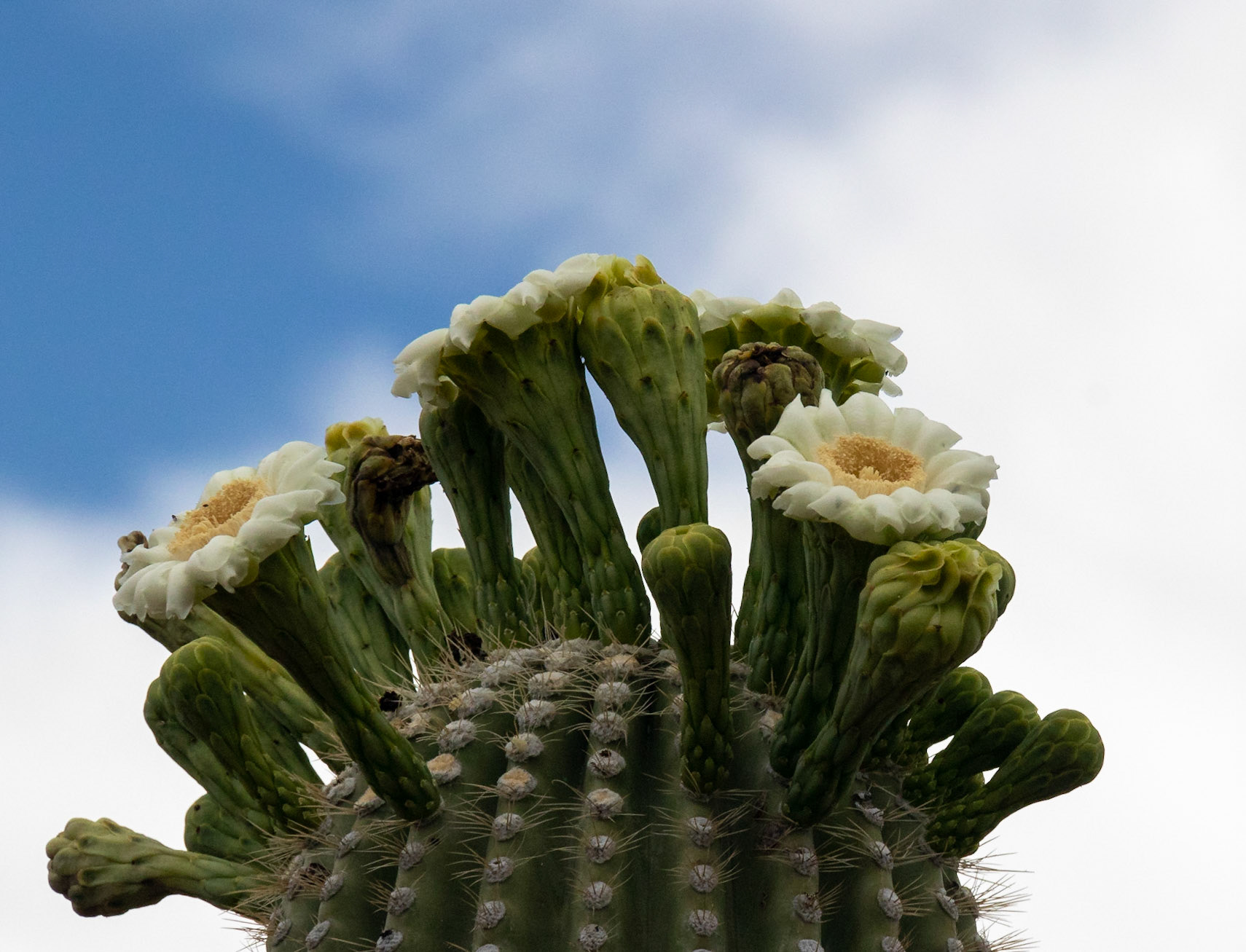 Sqguaro Flowers, 2019