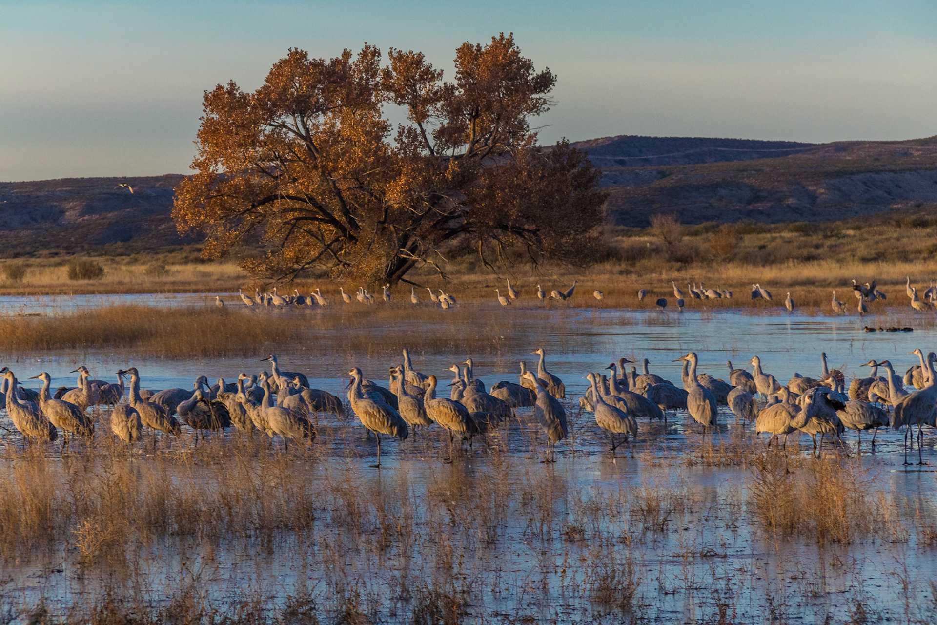 Bosque del Apache National Wildlife Refuge, 2018