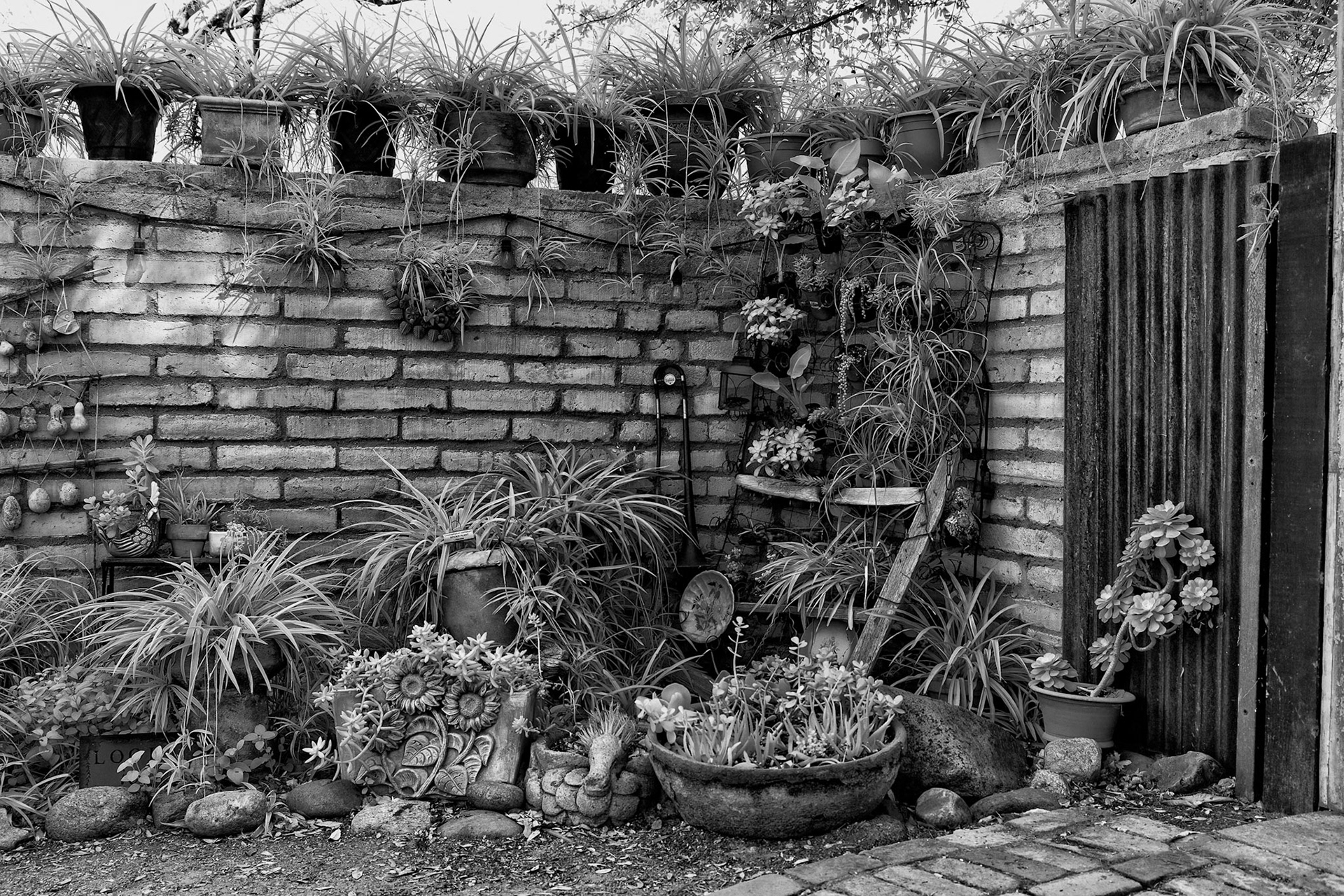 Tucson Botanical Gardens