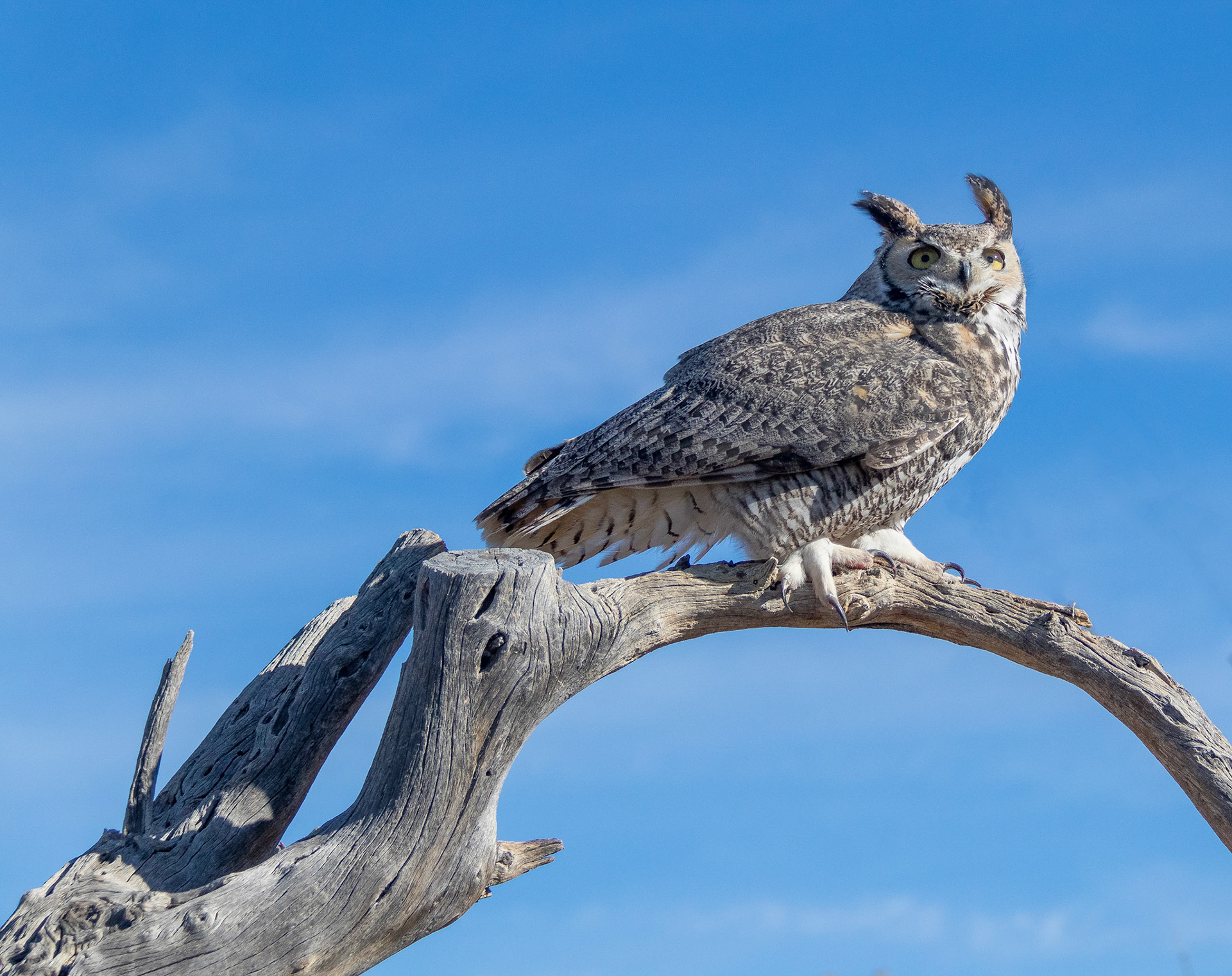 Raptor Free Flight, Arizona Sonora Desert Museum, 2018