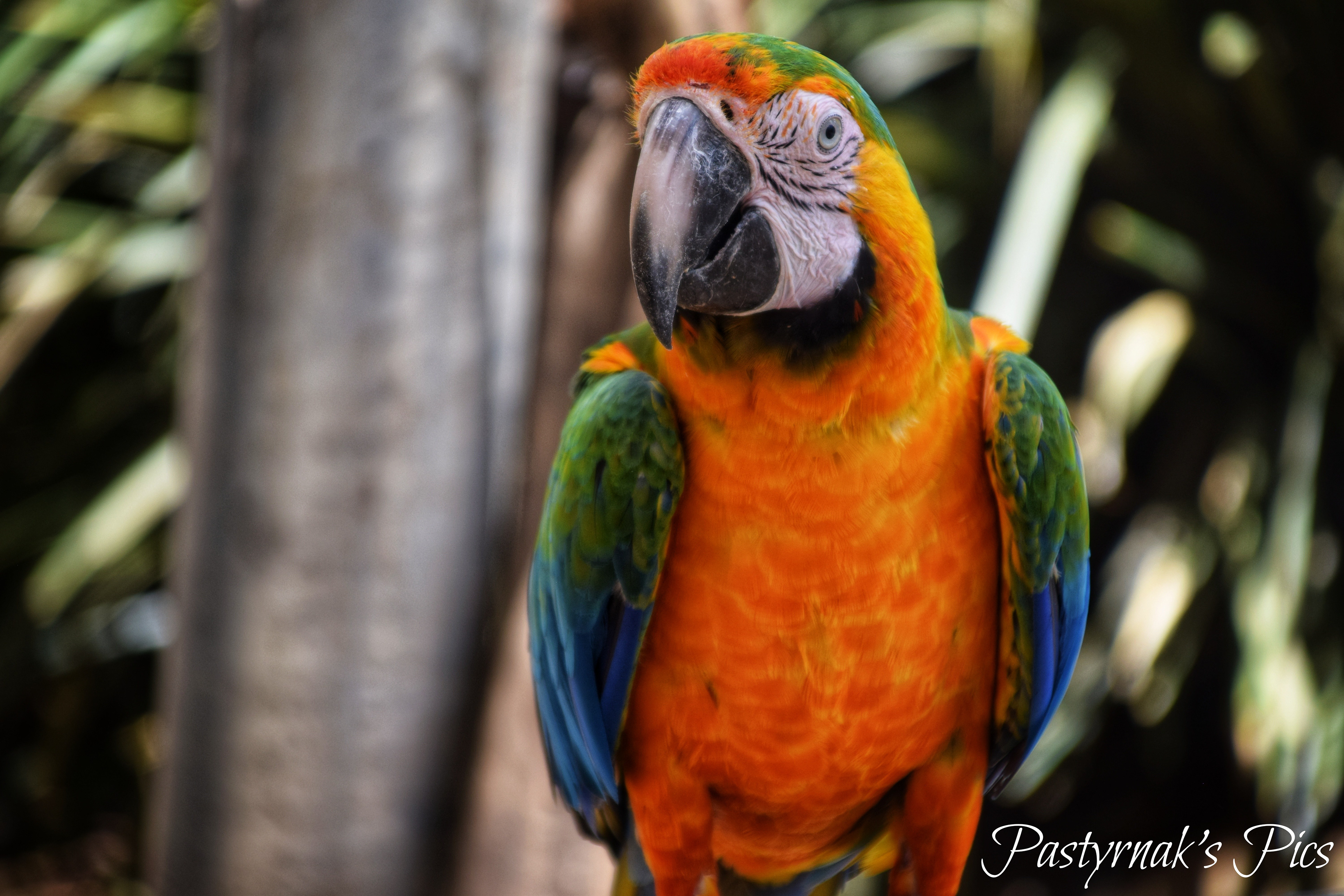Rainbow Macaw -Australia