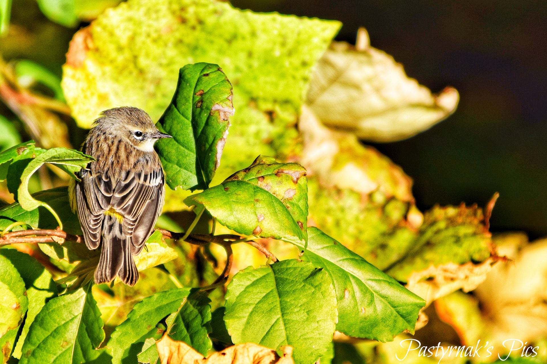 Yellow-Rumped Warbler