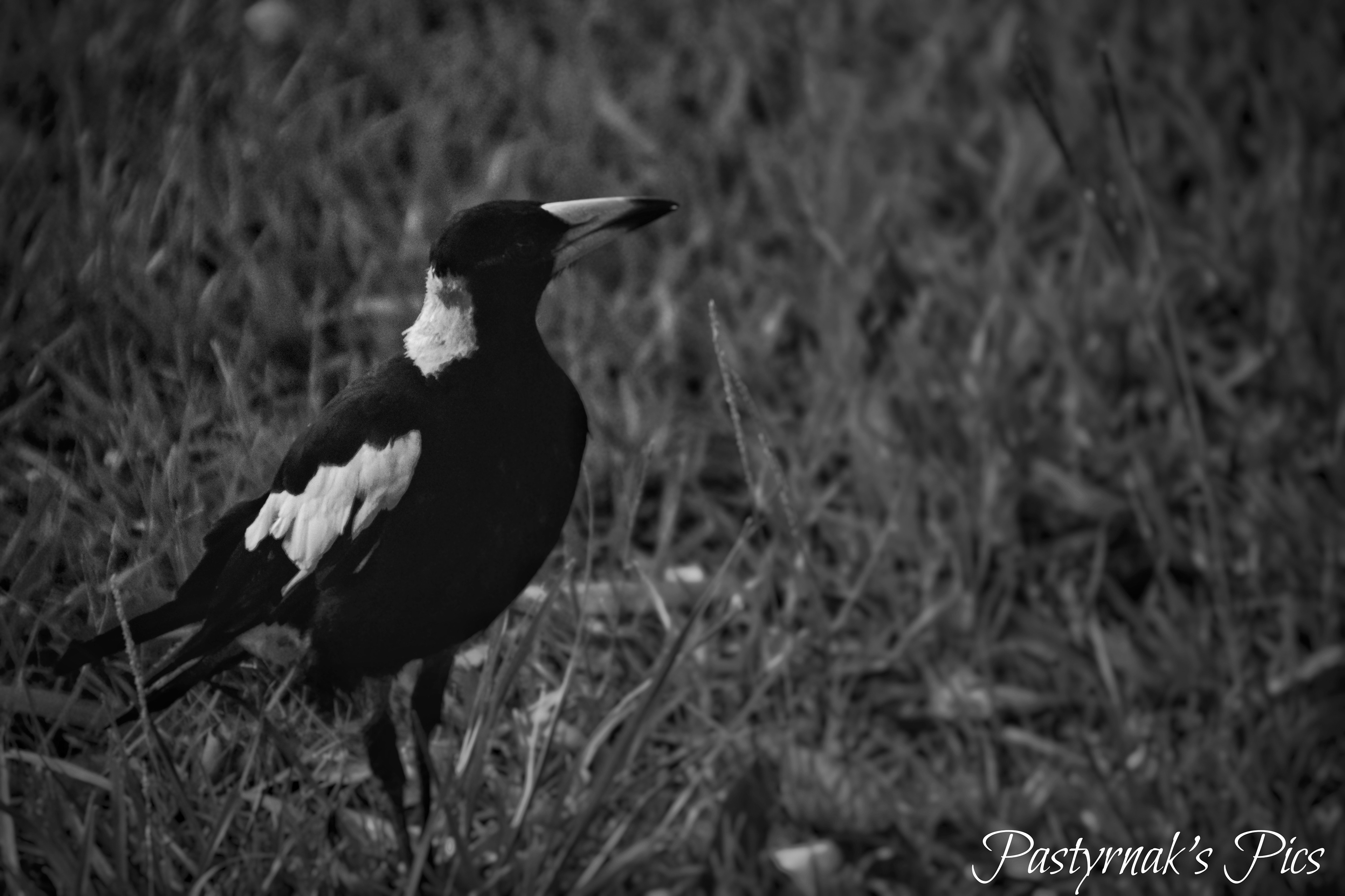 Magpie -Australia