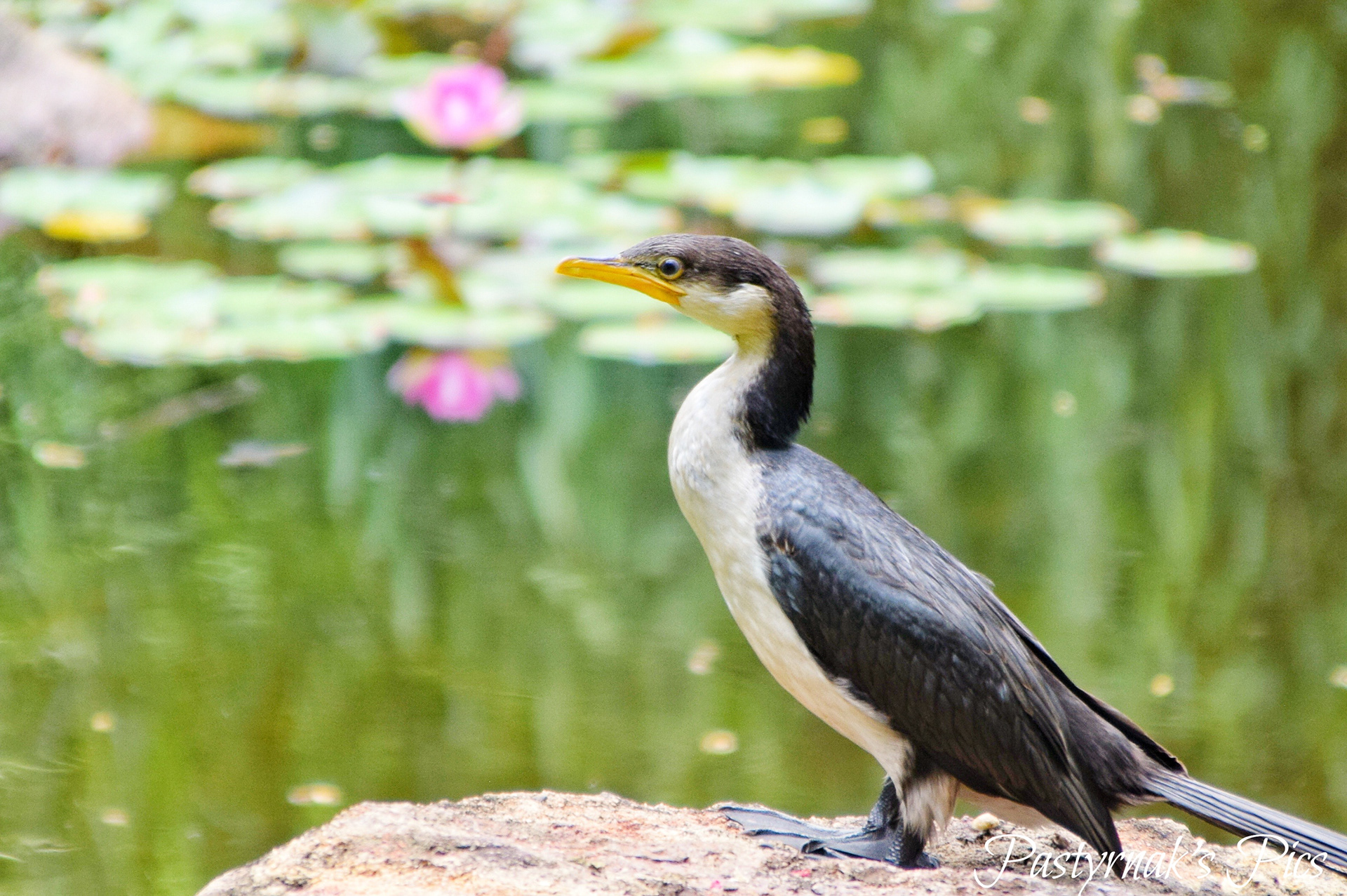 Cormorant -Australia