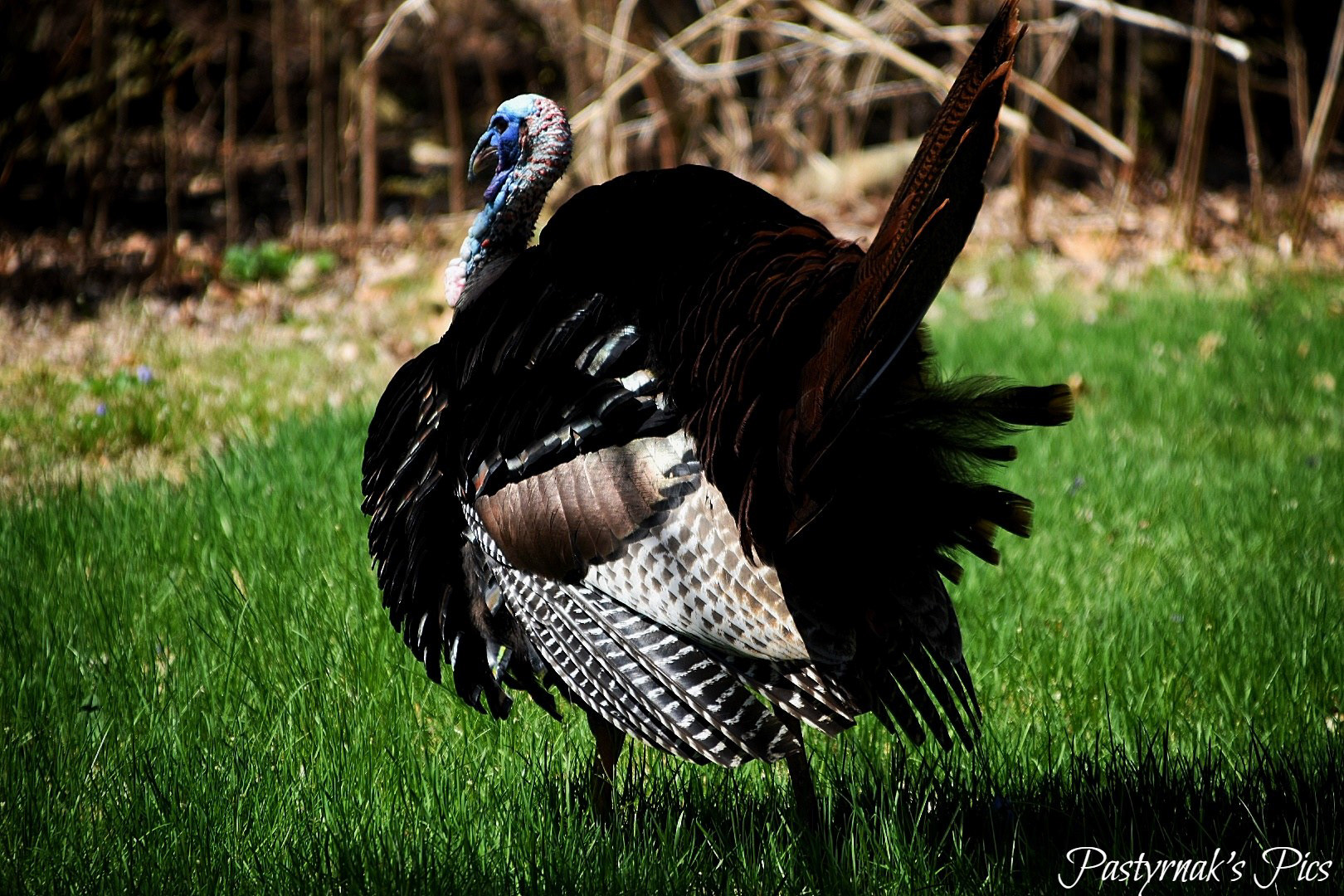 Wild Turkey