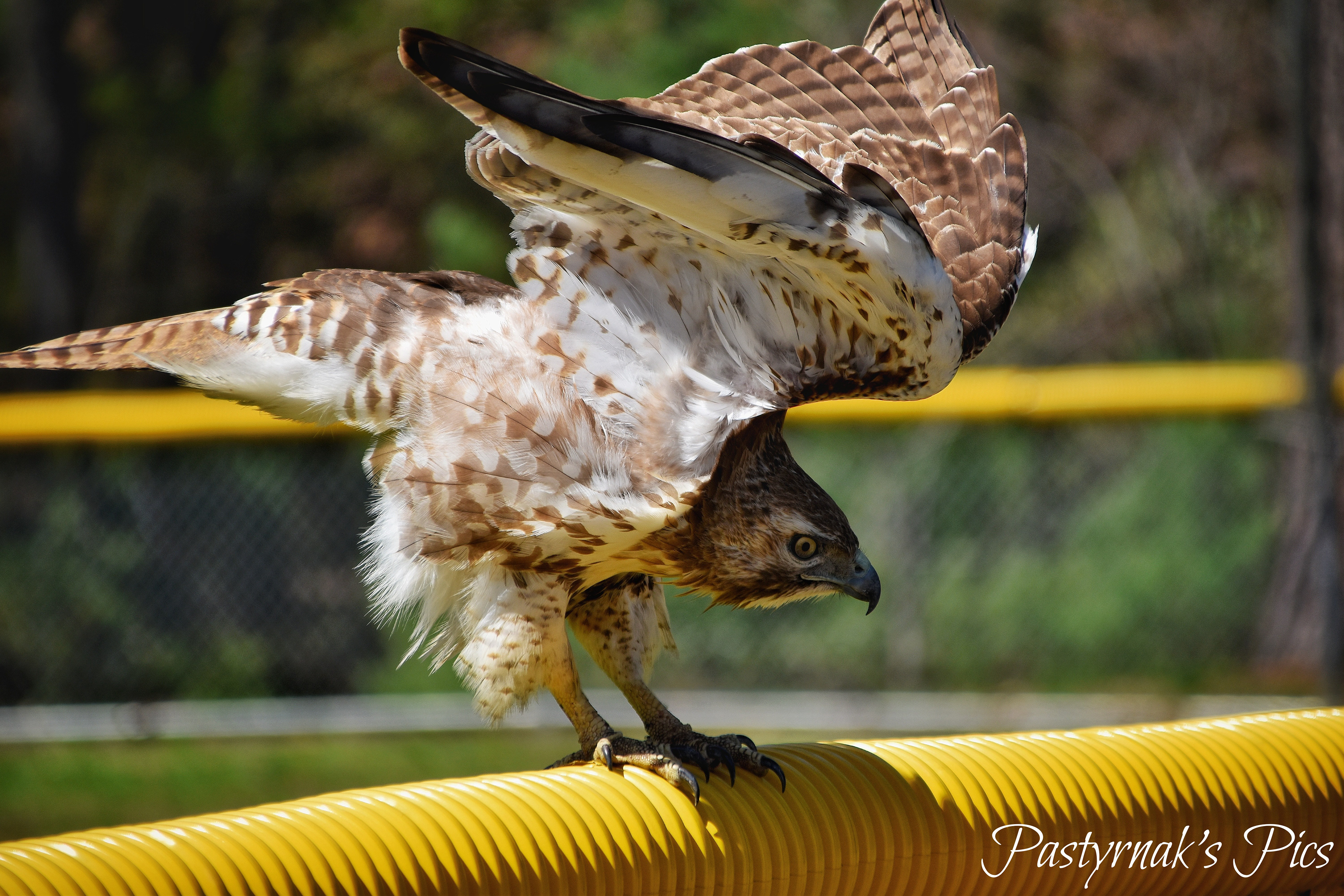 Red Tailed Hawk