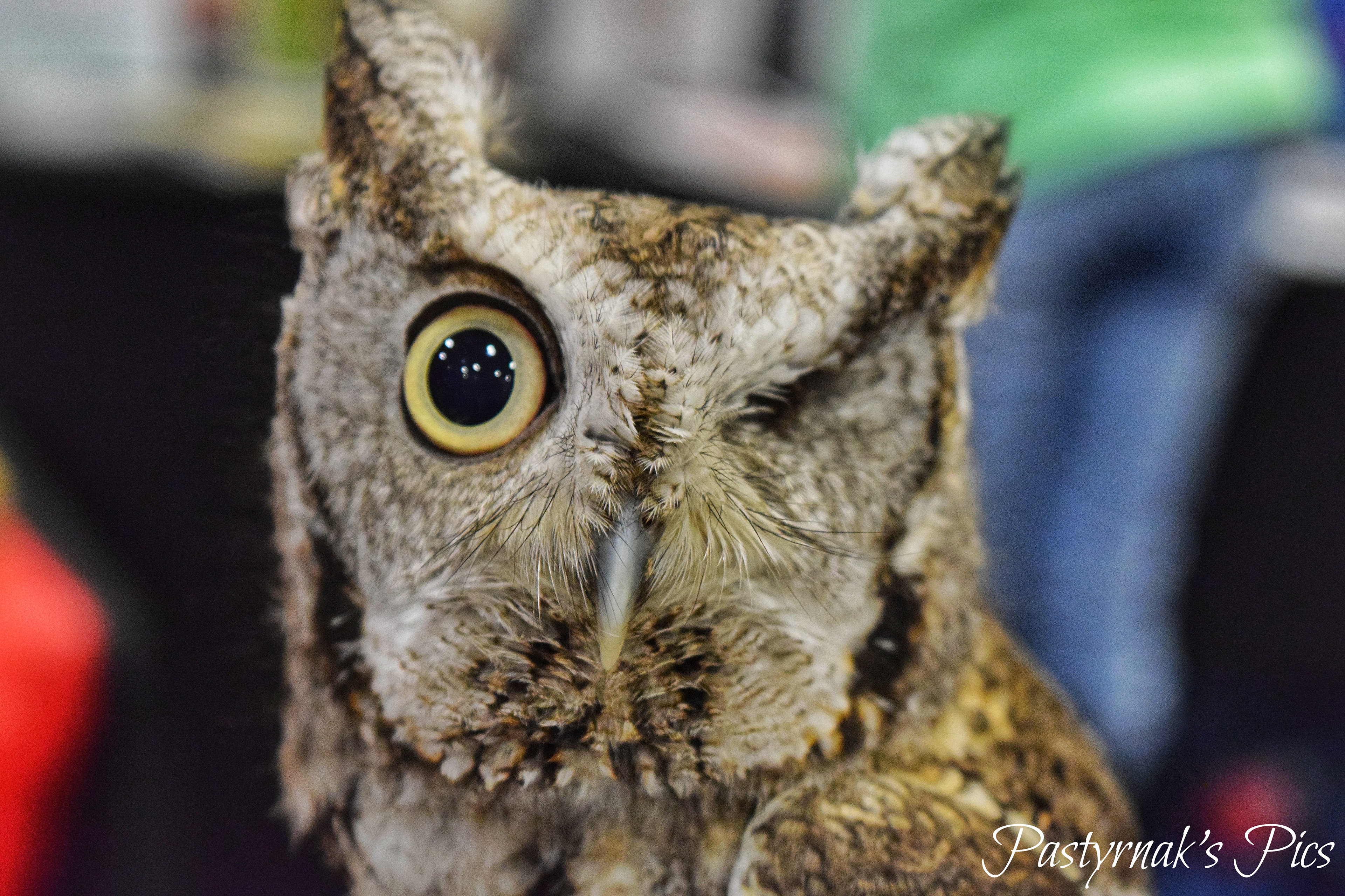 Piper the Eastern Screech Owl