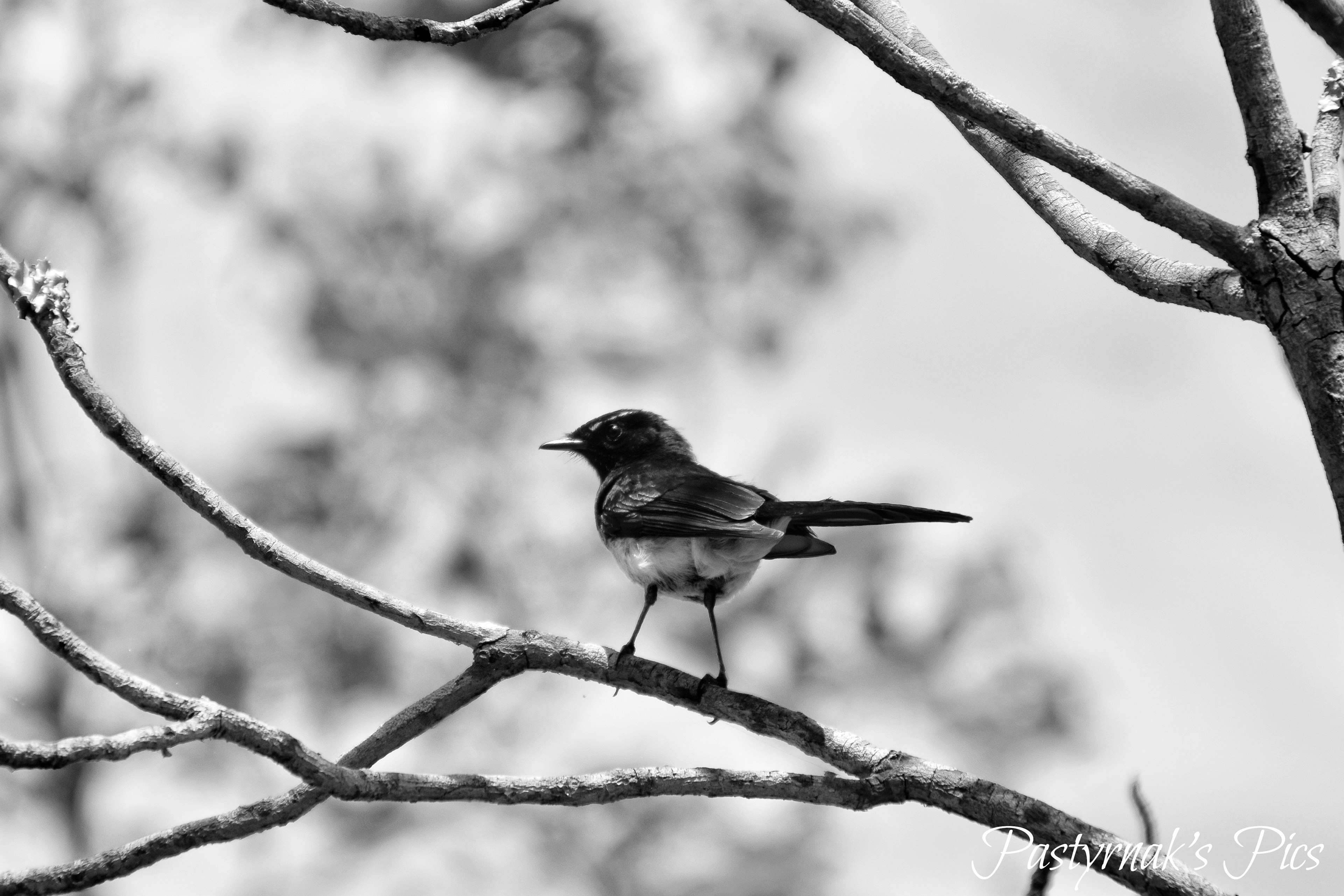 Willie Wagtail -Australia