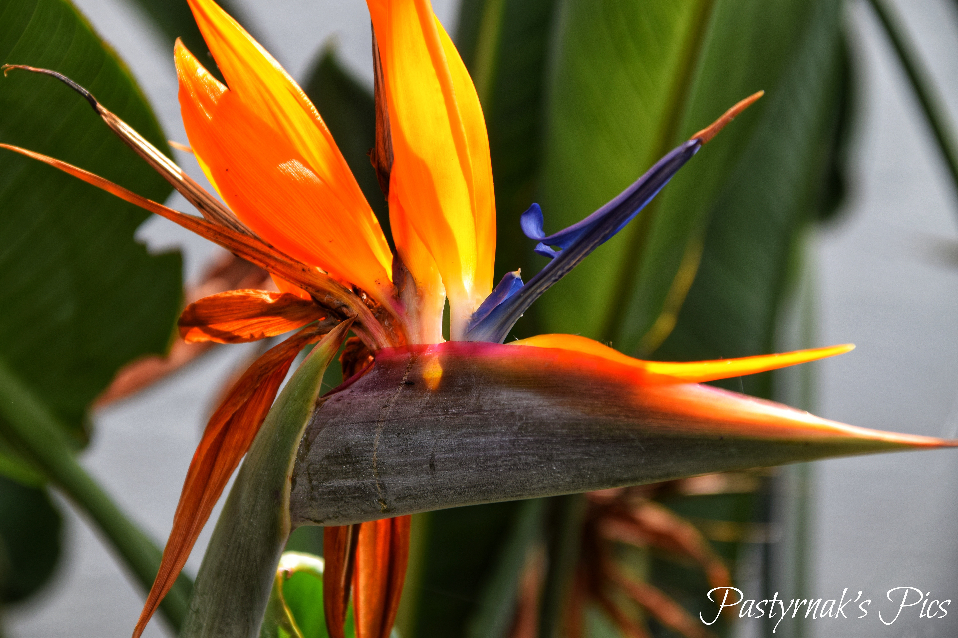 Bird of Paradise