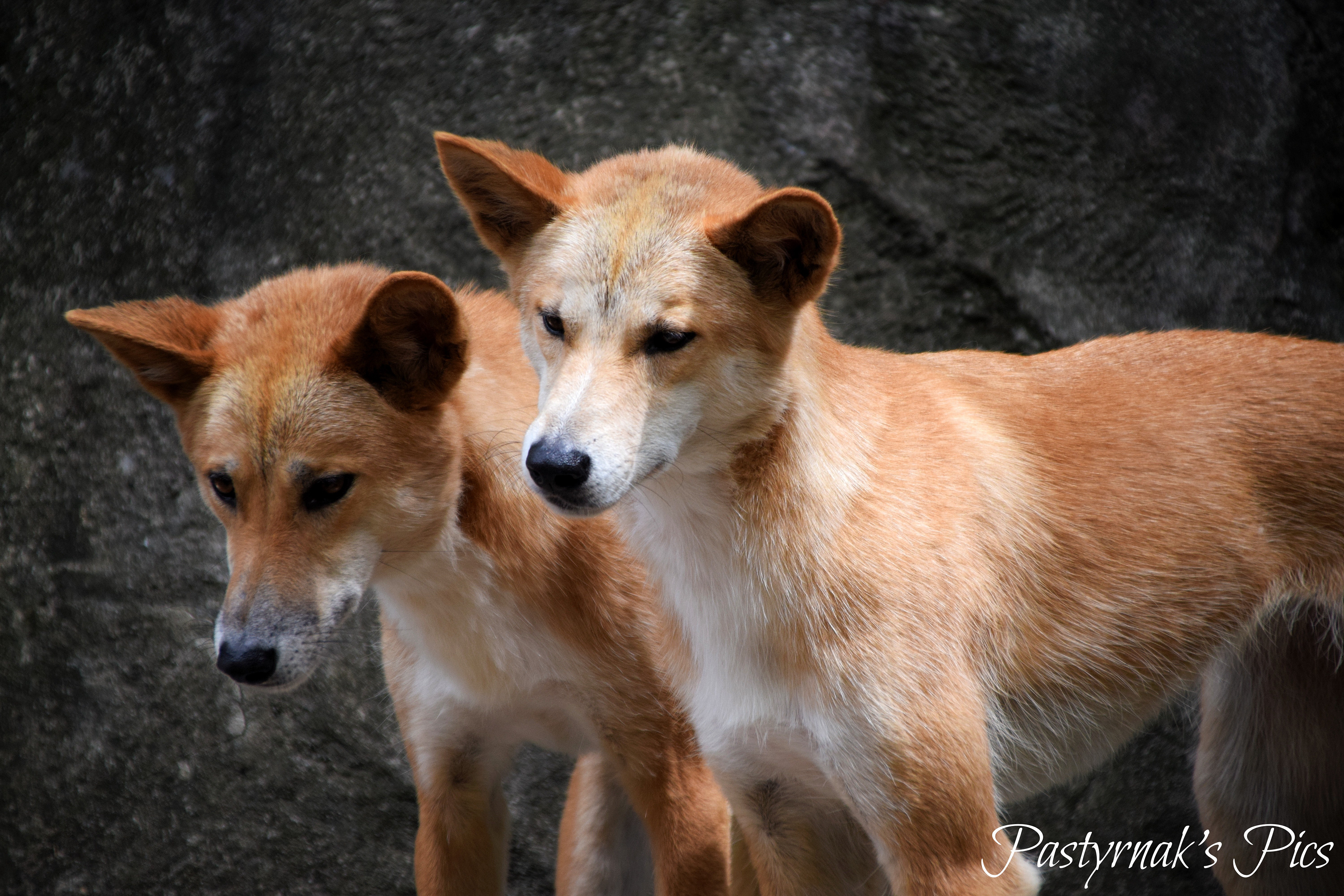 Dingos -Australia