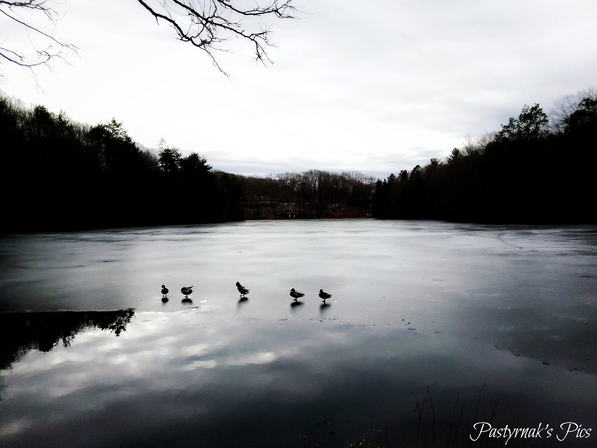 Ducks on the Lake