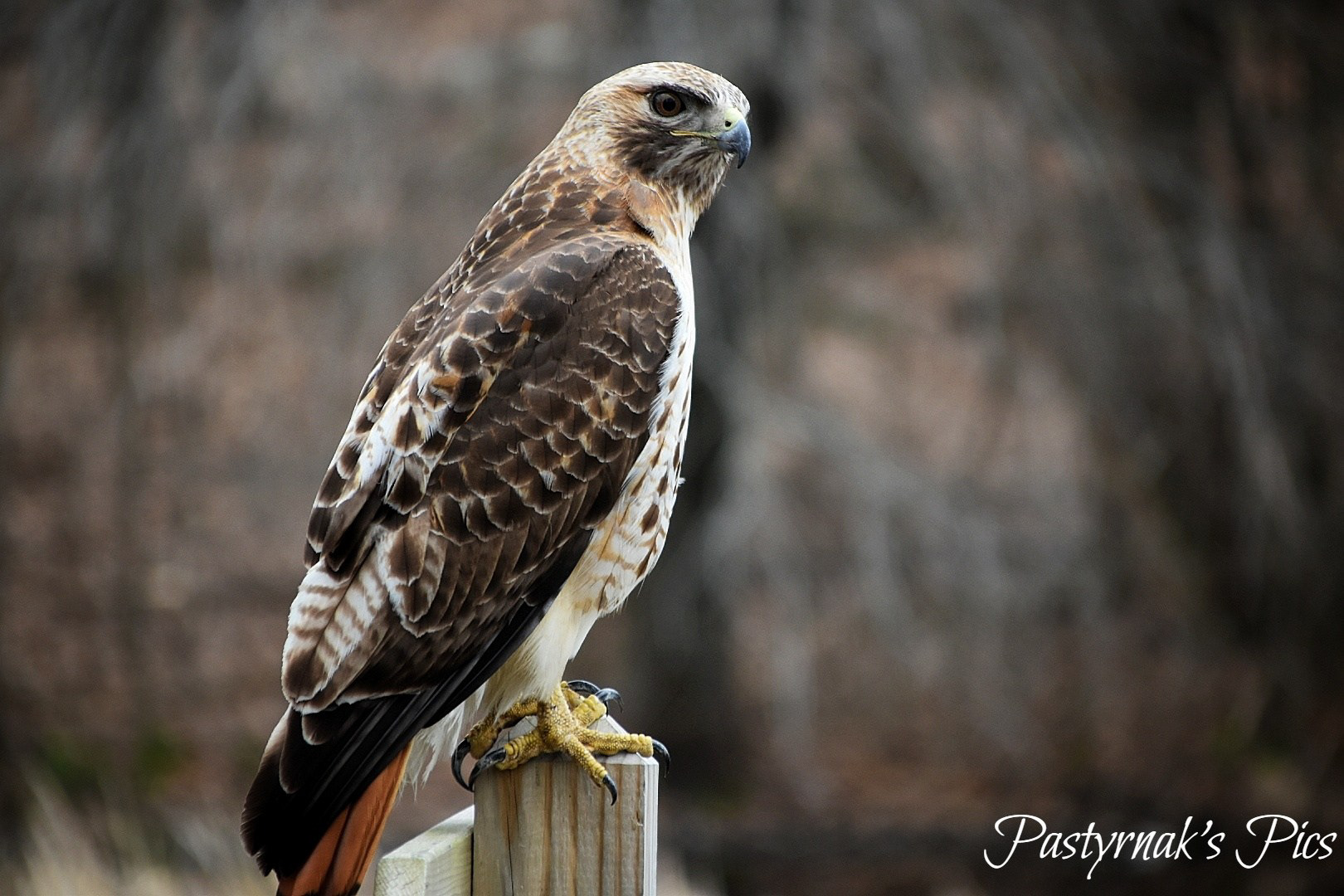 Red Tailed Hawk