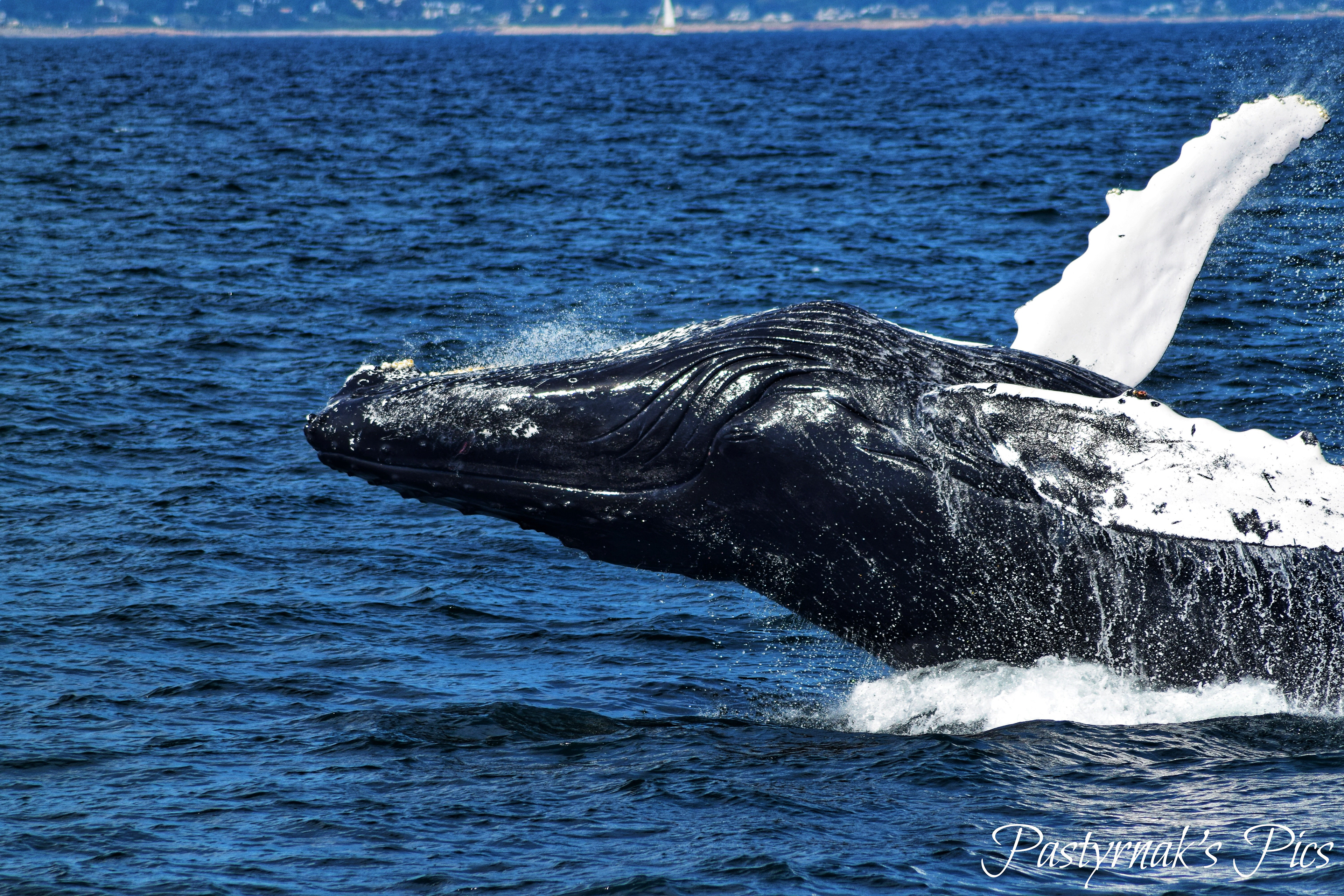 Humpback Whale