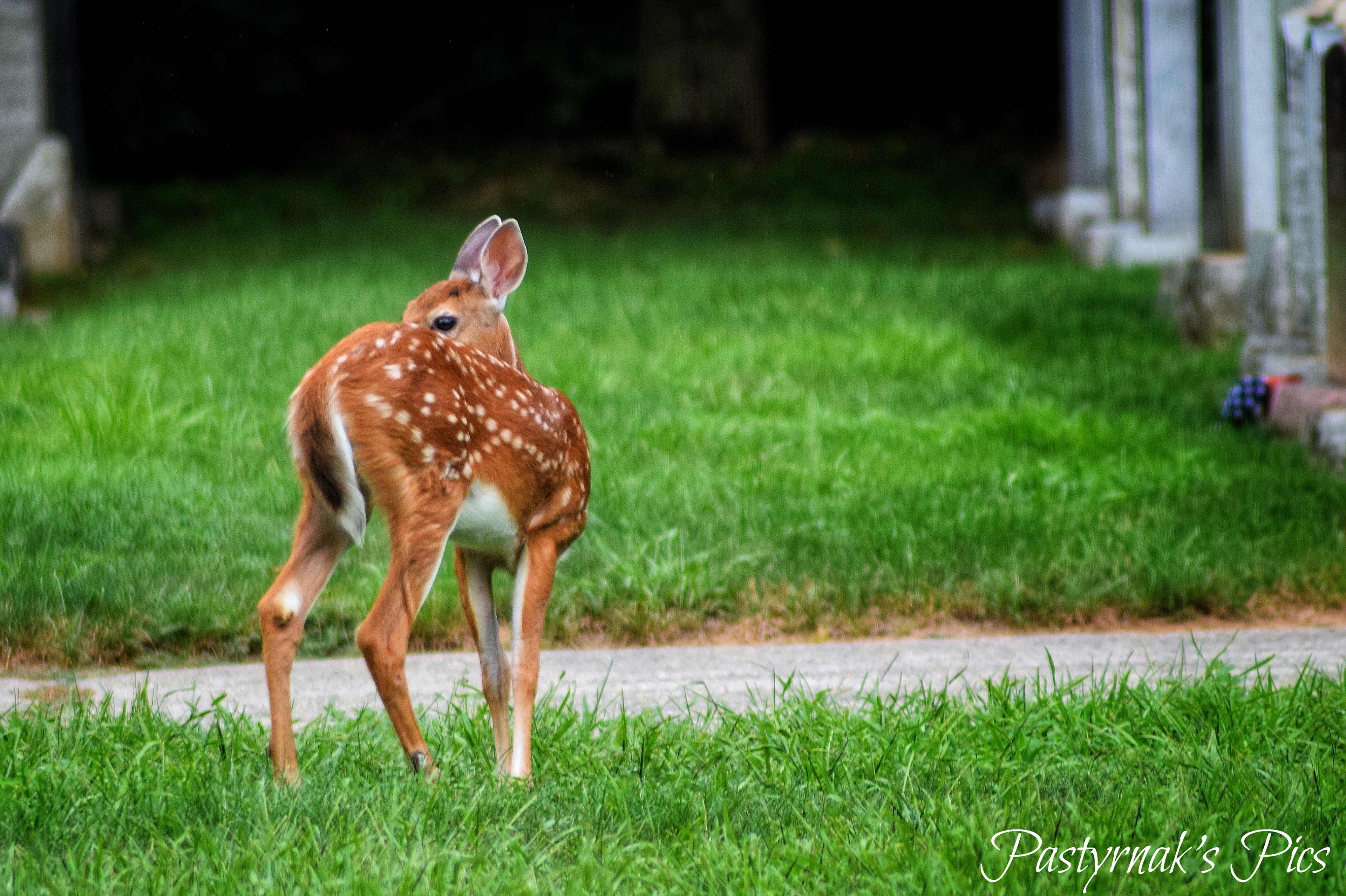 White Tailed Deer Fawn