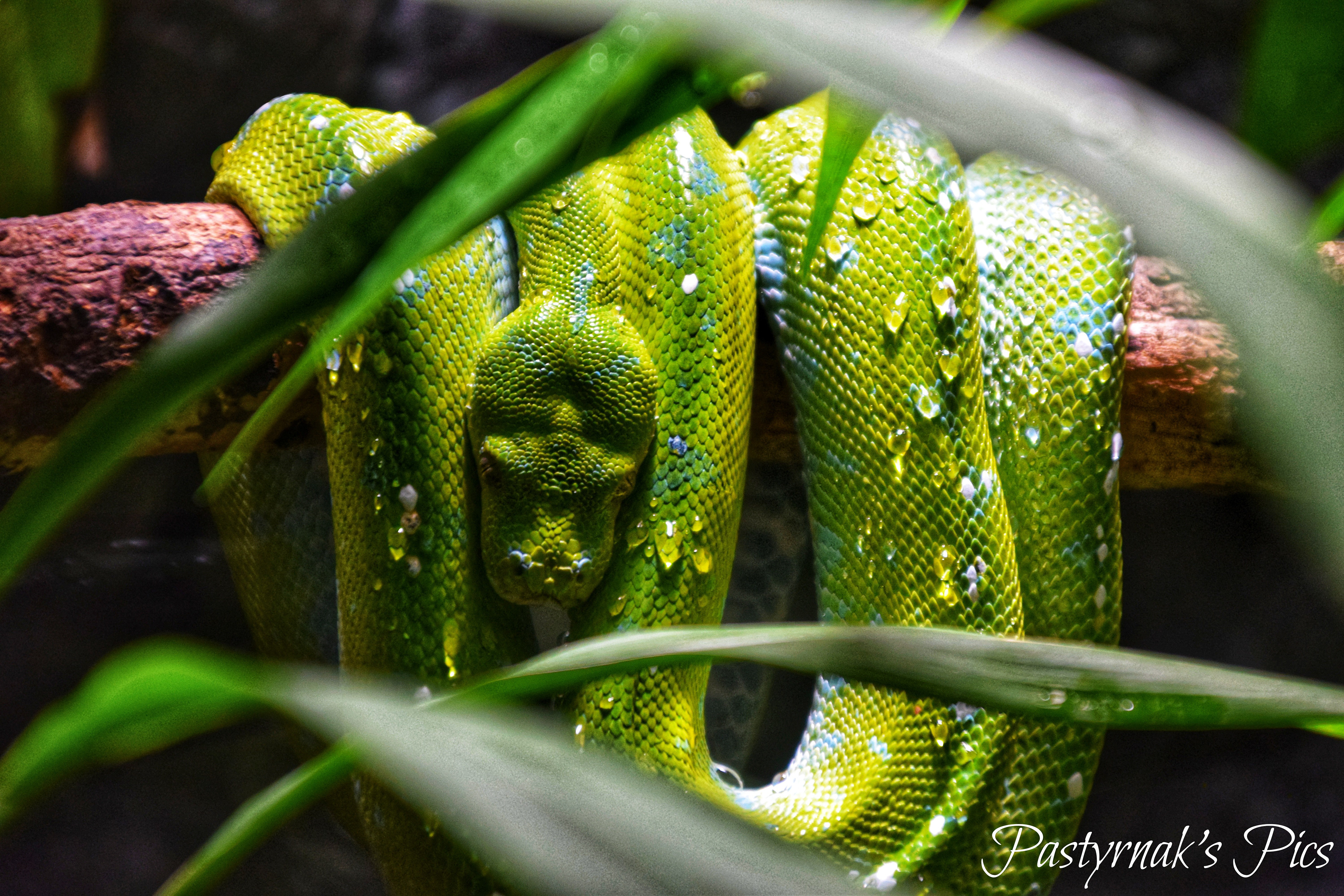 Green Python -Australia