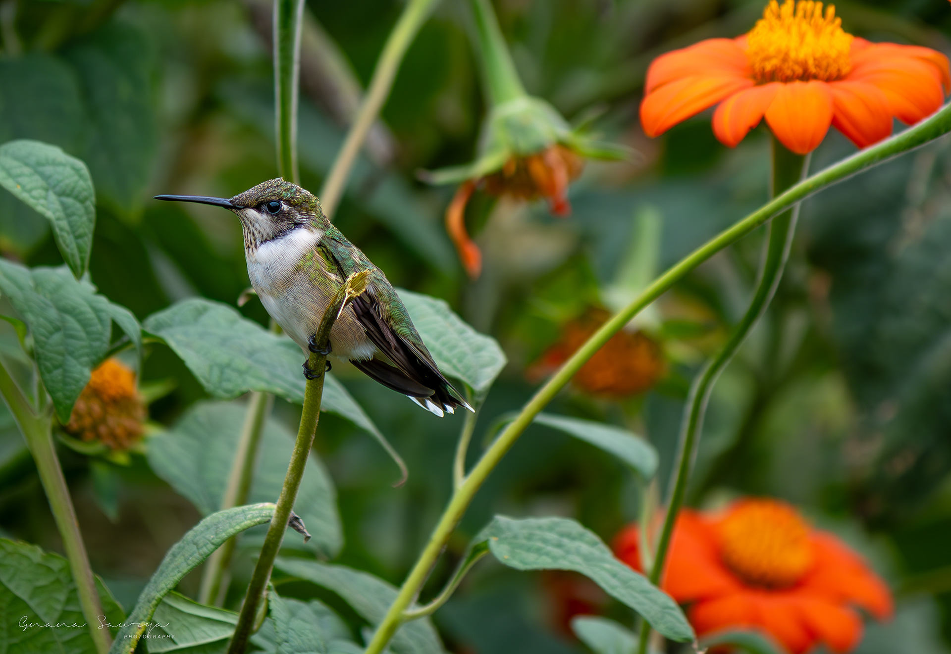 Hummingbird at Longfellow Gardens, Minneapolis Minnesota - Sep 2023