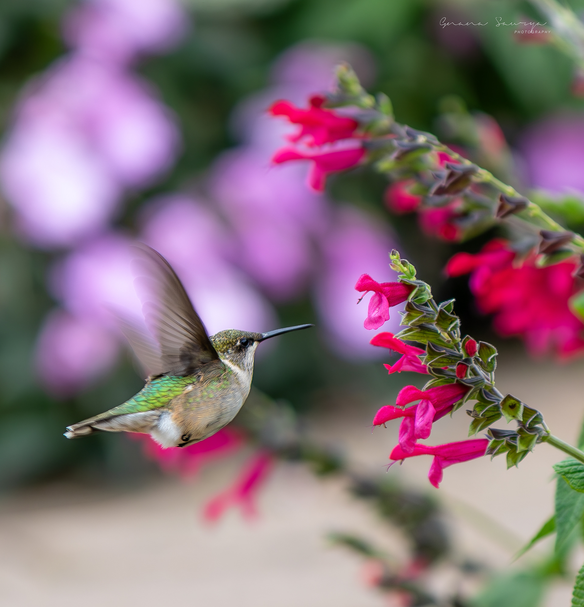 Hummingbird feasting on Salvia Bonfire at Longfellow Gardens, Minneapolis Minnesota - Sep 2023
