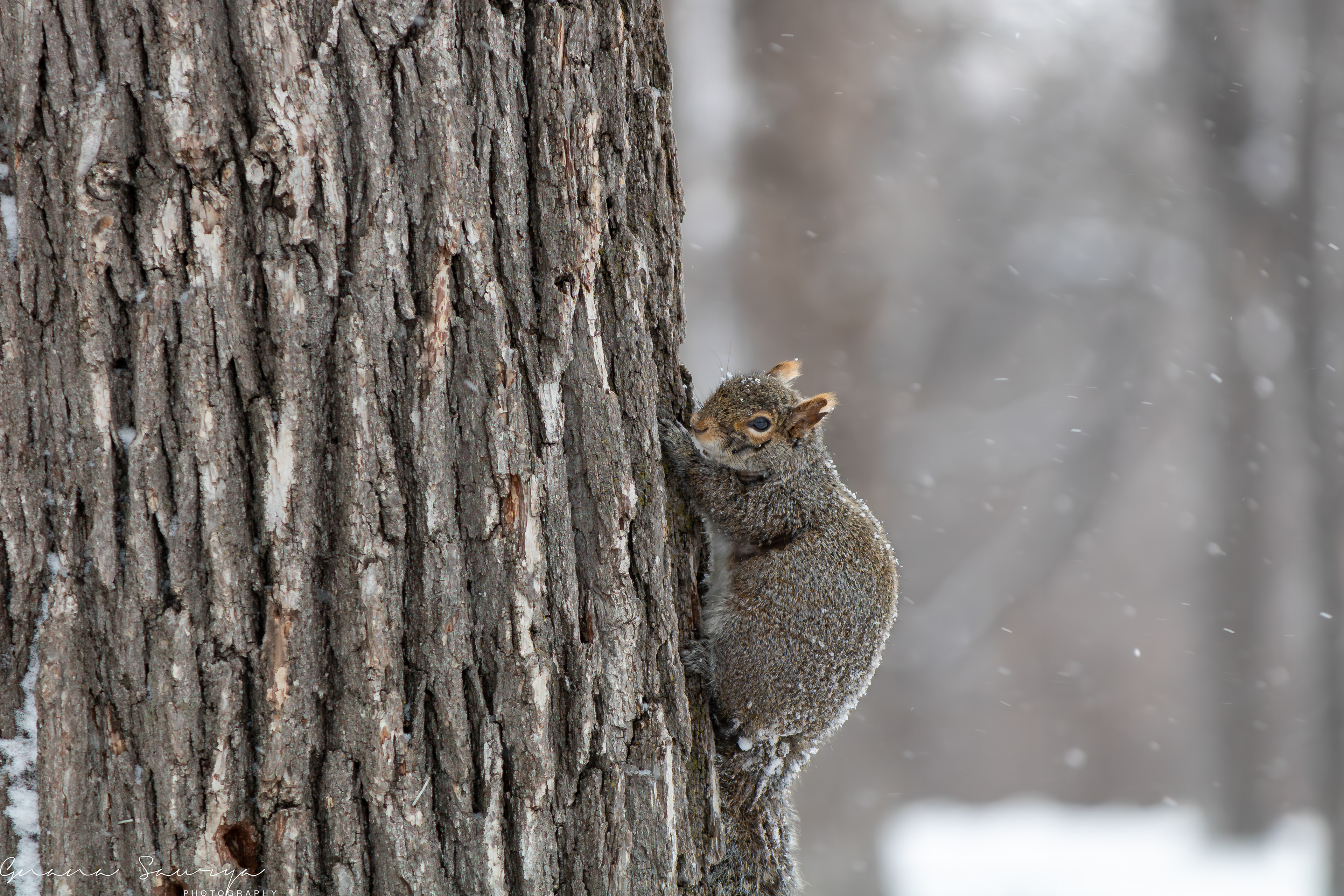 Minnehaha Falls, Minneapolis