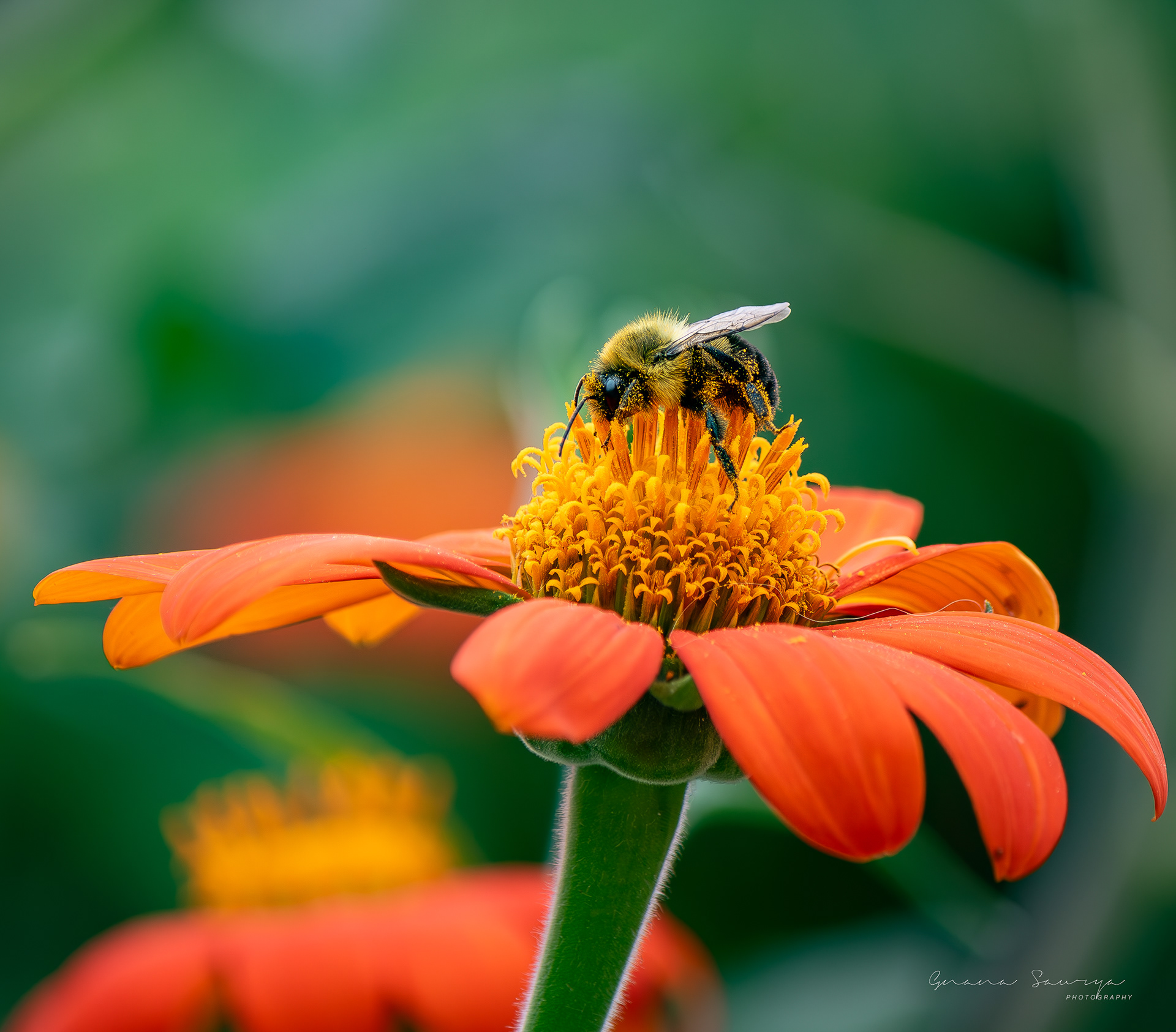 Bumblebee on a torch tithonia at Longfellow Gardens, Minneapolis, Minnesota - Sep, 2023.