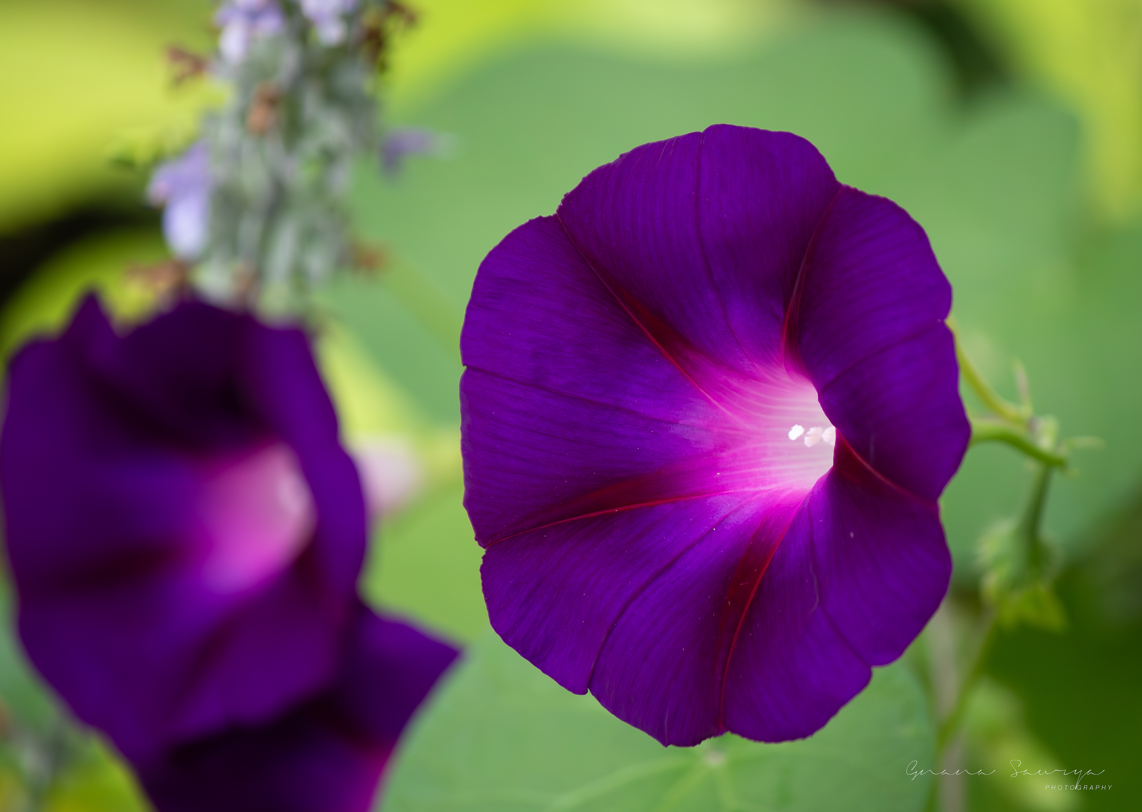 Purple Morning Glories at Longfellow Gardens, Minneapolis Minnesota - Sep 2023
