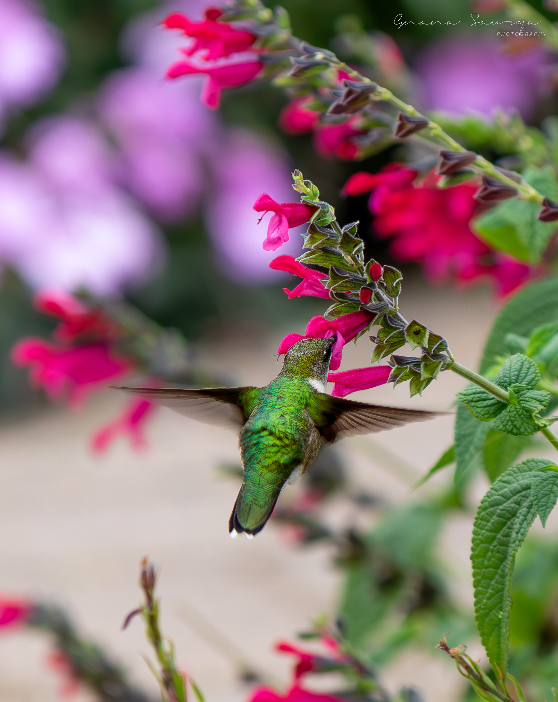 Hummingbird feasting on Salvia Bonfire at Longfellow Gardens, Minneapolis Minnesota - Sep 2023