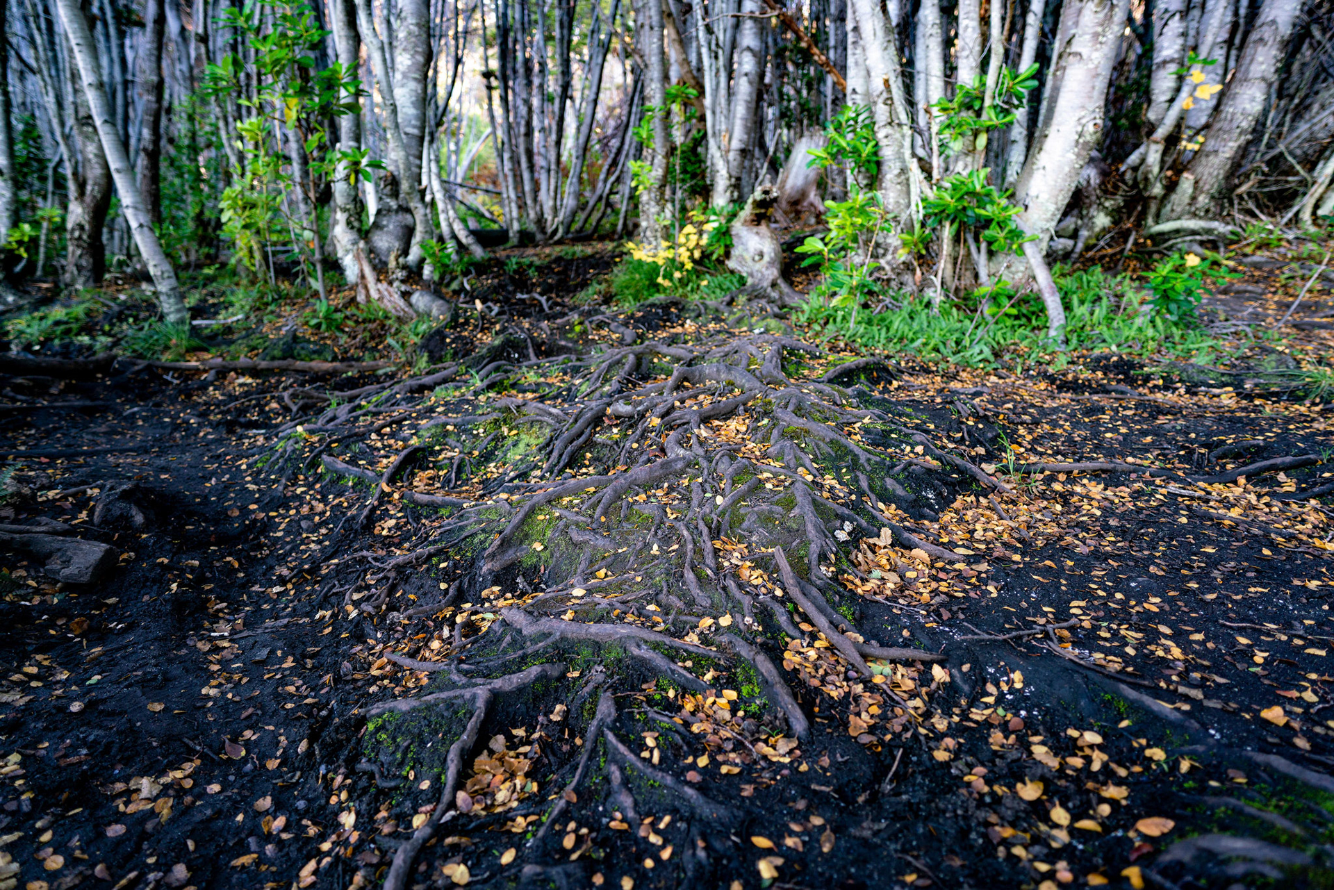 Photo taken in Ushuaia, on 13-May-2018, © Alvaro Pena Conde / oravla.com