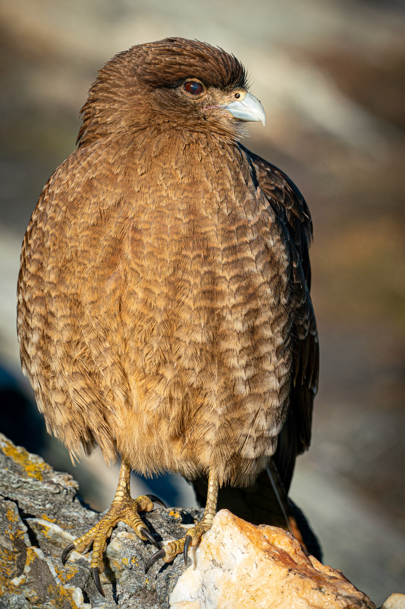 Photo taken in Ushuaia, on 13-May-2018, © Alvaro Pena Conde / oravla.com