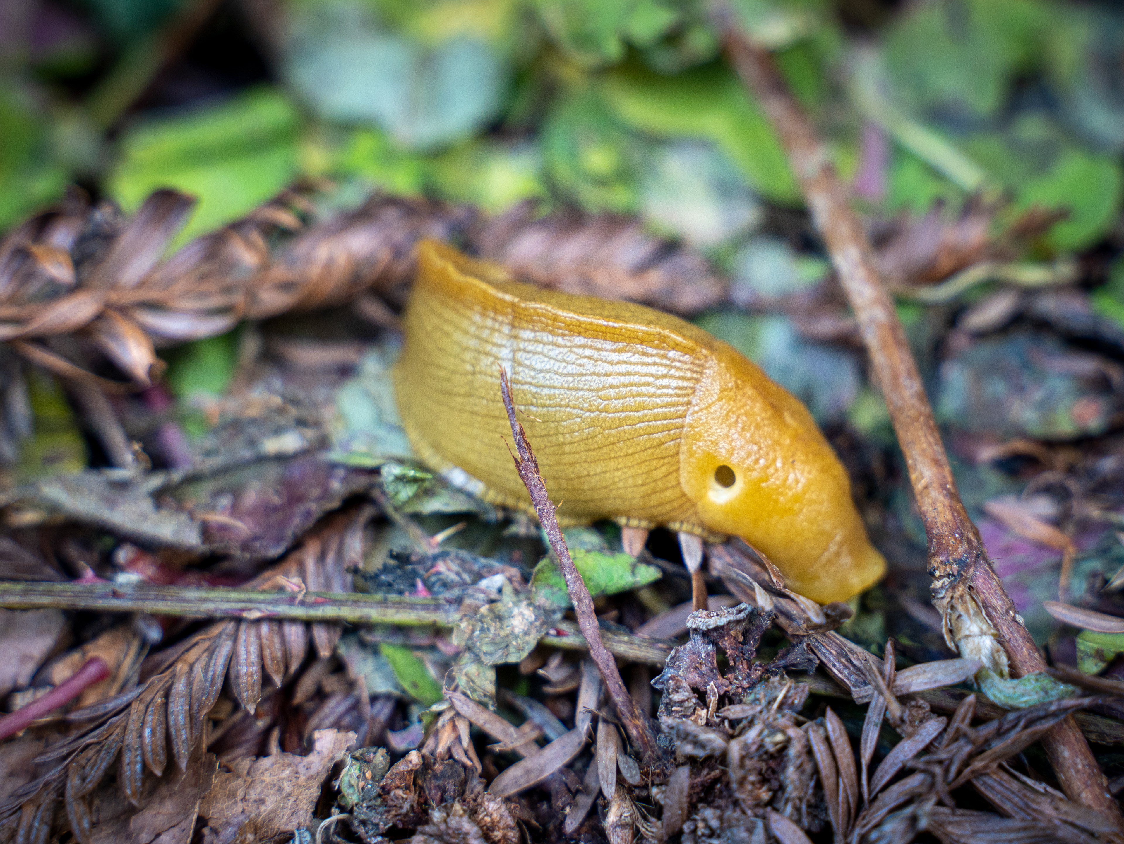 Banana Slug - Redwoods National Park